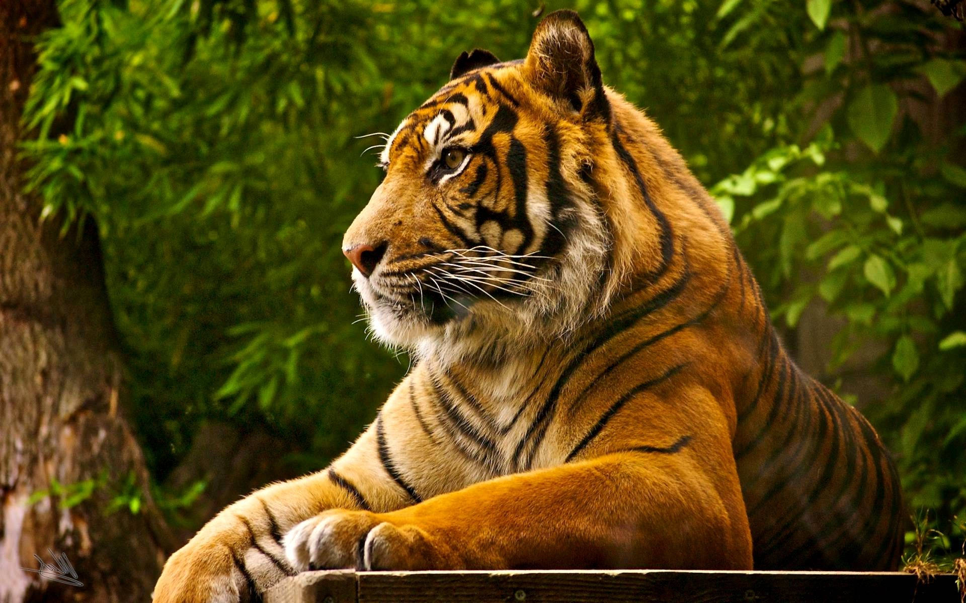 Bengal Tiger, wooden ledge, lush green foliage, Full HD Desktop Wallpaper
