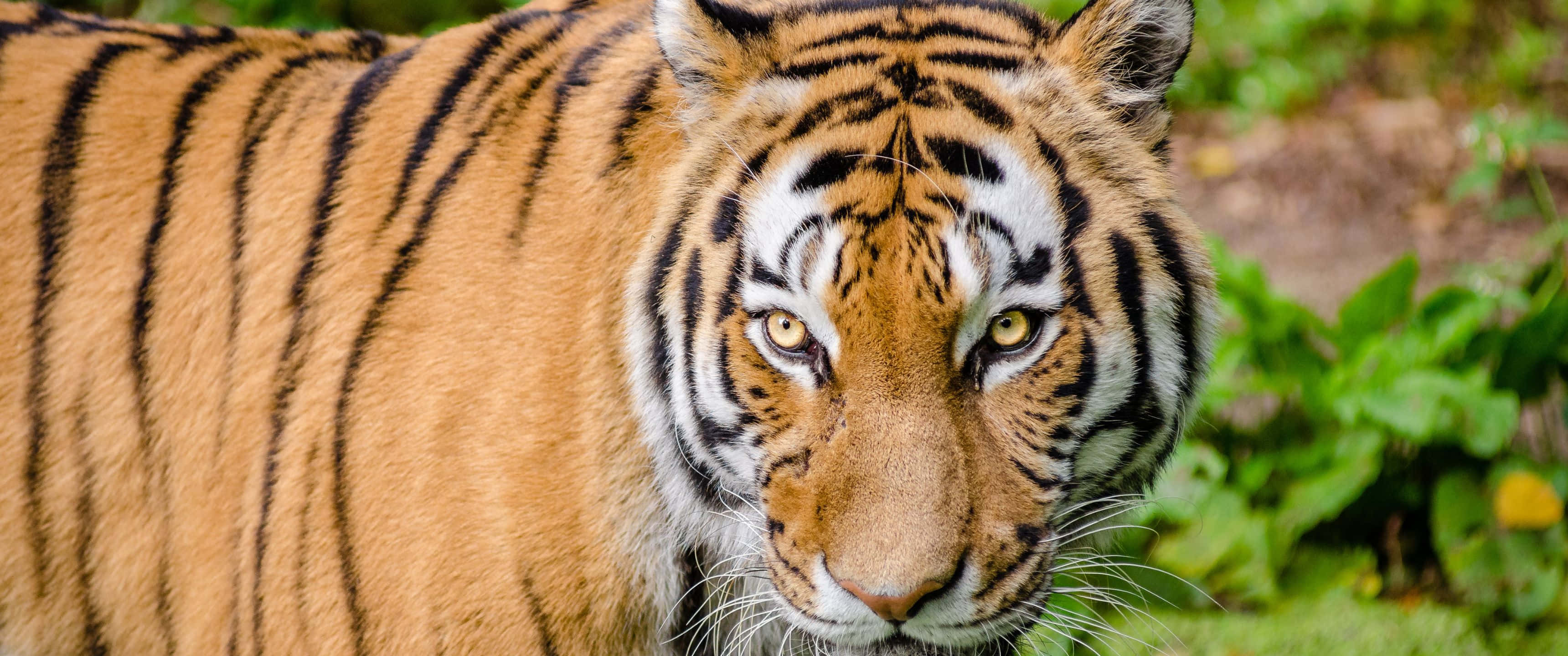 Bengal Tiger, golden eyes, black stripes, 2K Desktop Wallpaper
