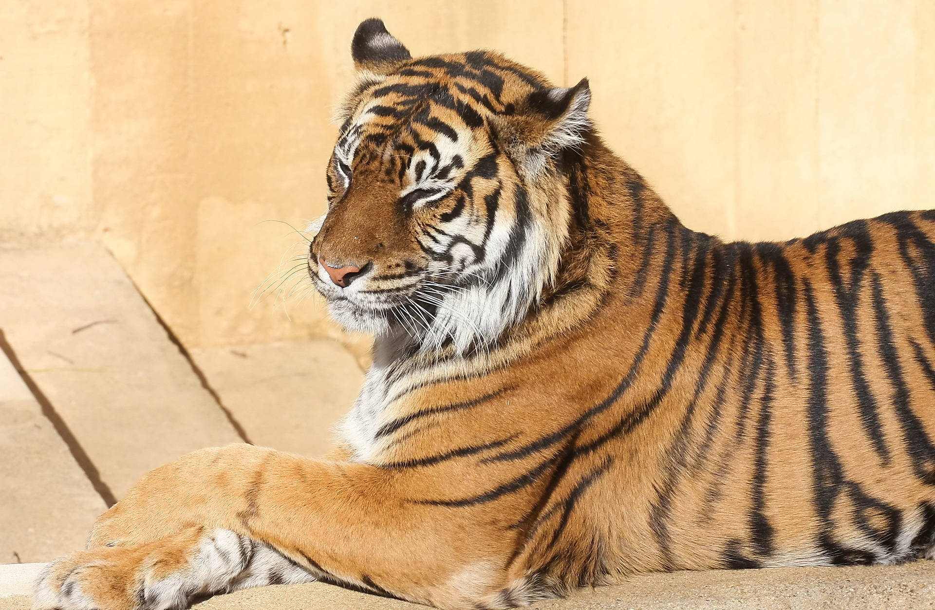 Bengal Tiger, sandy ground, warm sunlit backdrop, Full HD Desktop Wallpaper