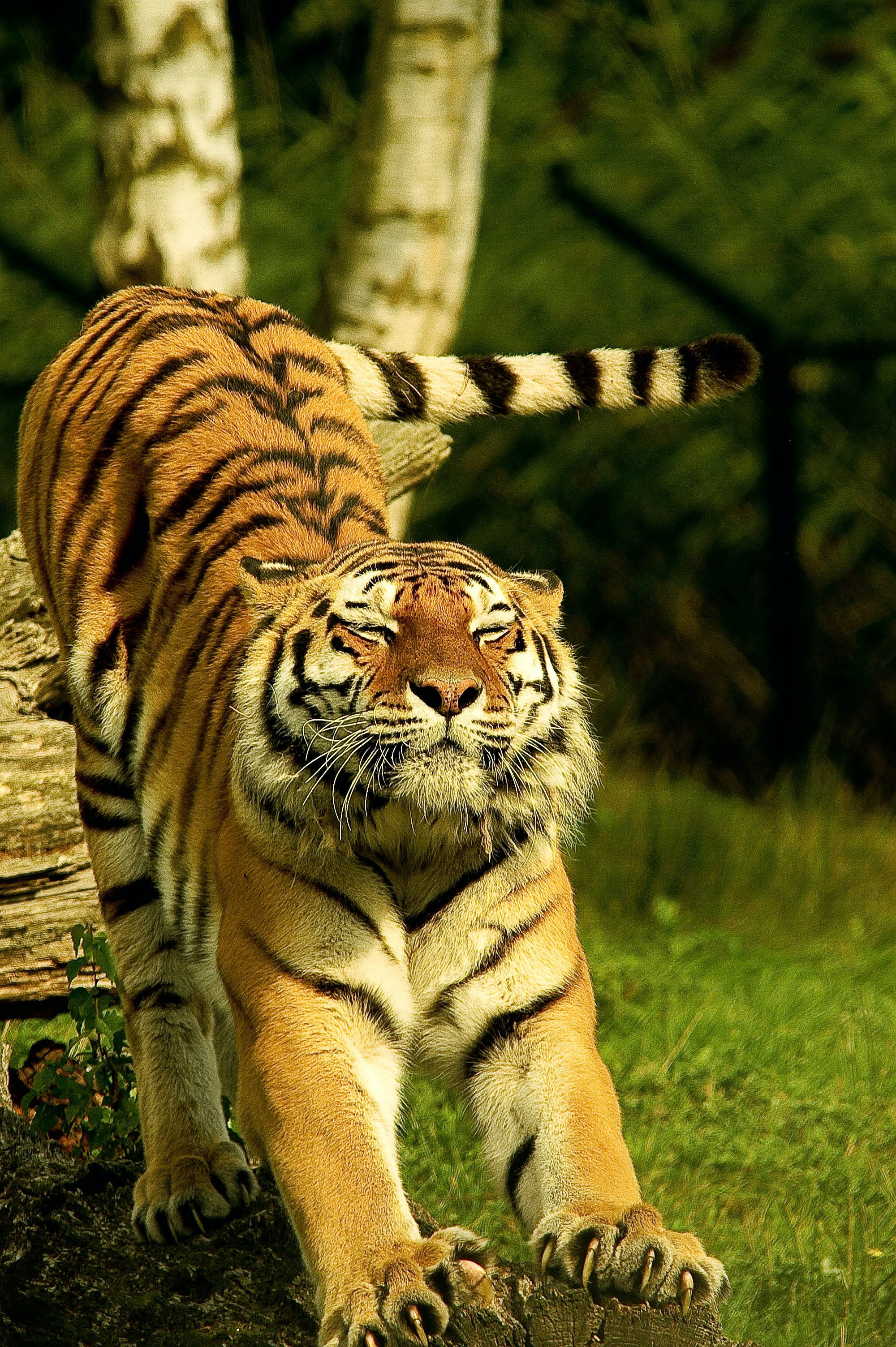 Bengal Tiger, sunlit forest clearing, birch trees, 2K Phone Wallpaper