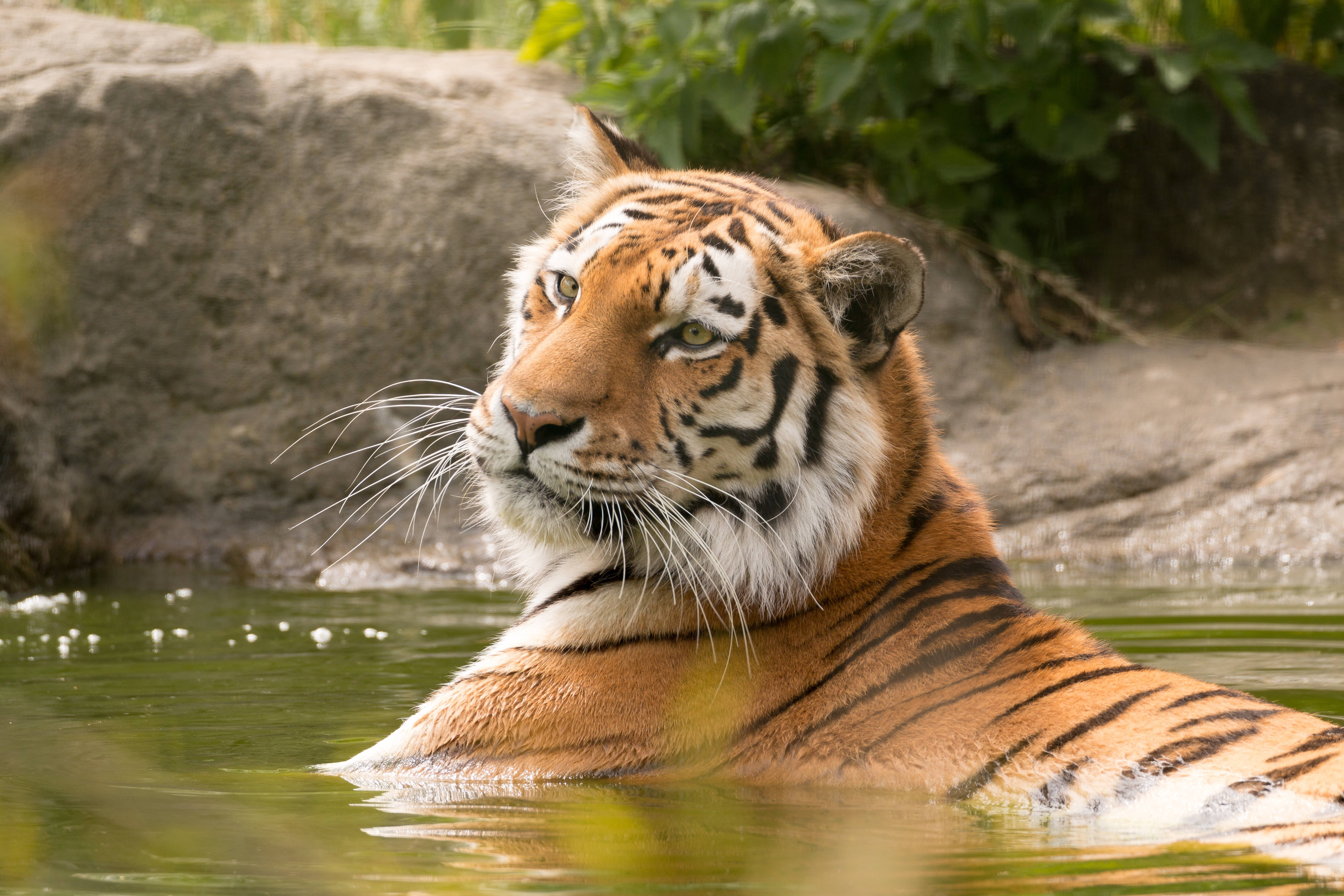 Bengal Tiger, orange stripes, calm green water, 5K Desktop Wallpaper