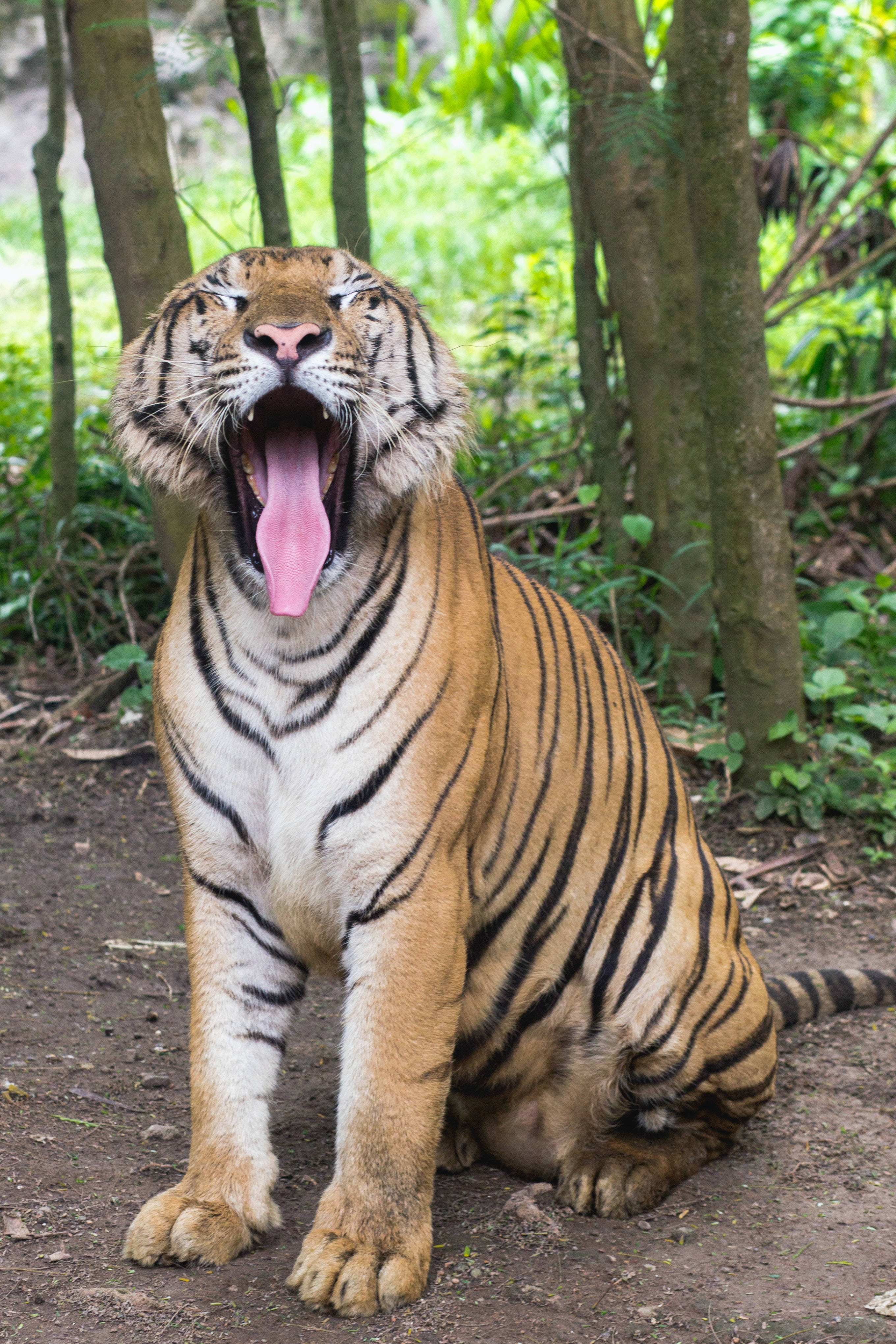 Bengal Tiger, lush green forest clearing, yawning widely, 4K Phone Wallpaper