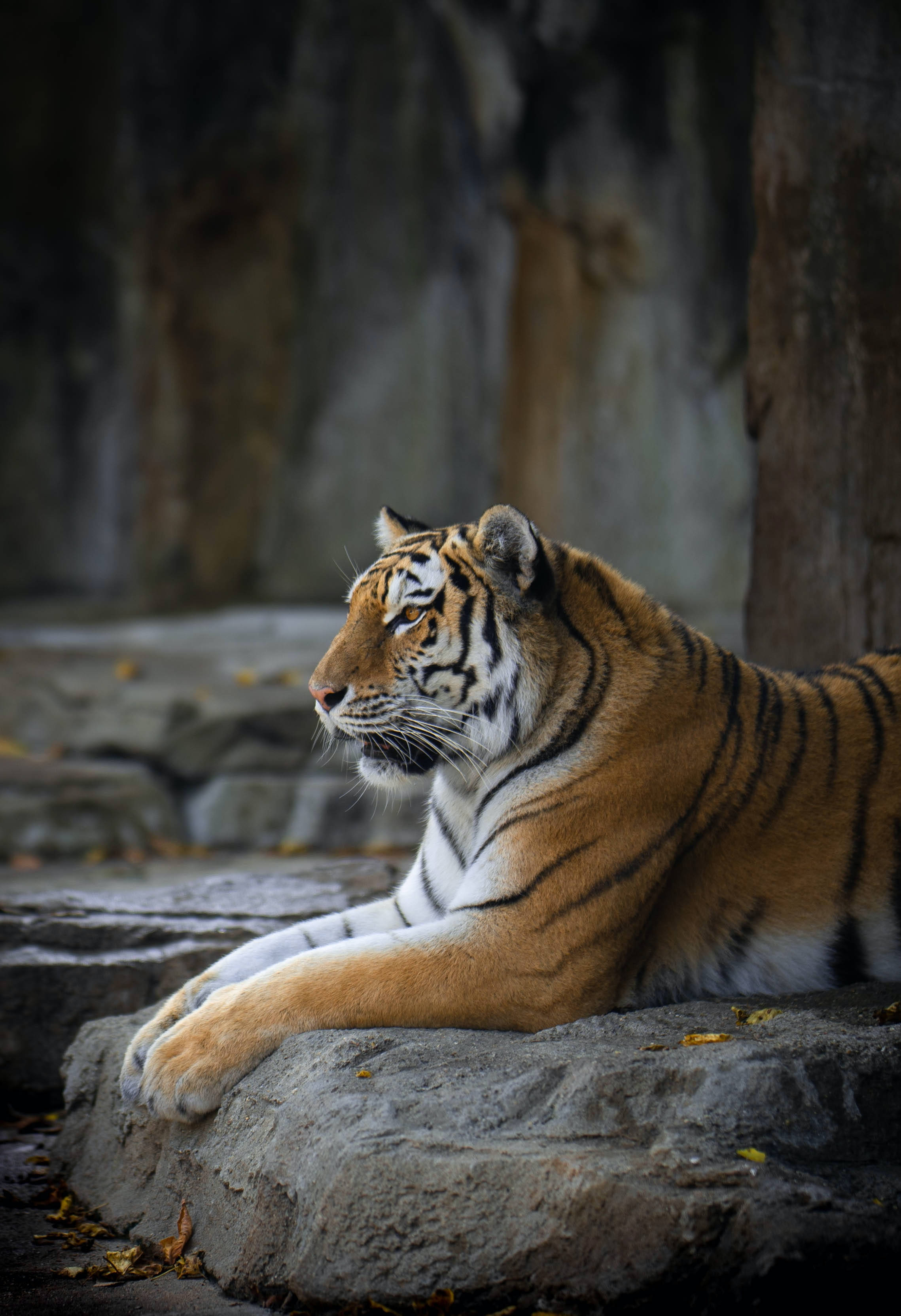 Bengal Tiger, HD Rocky Park, mossy rock, 2K Phone Wallpaper