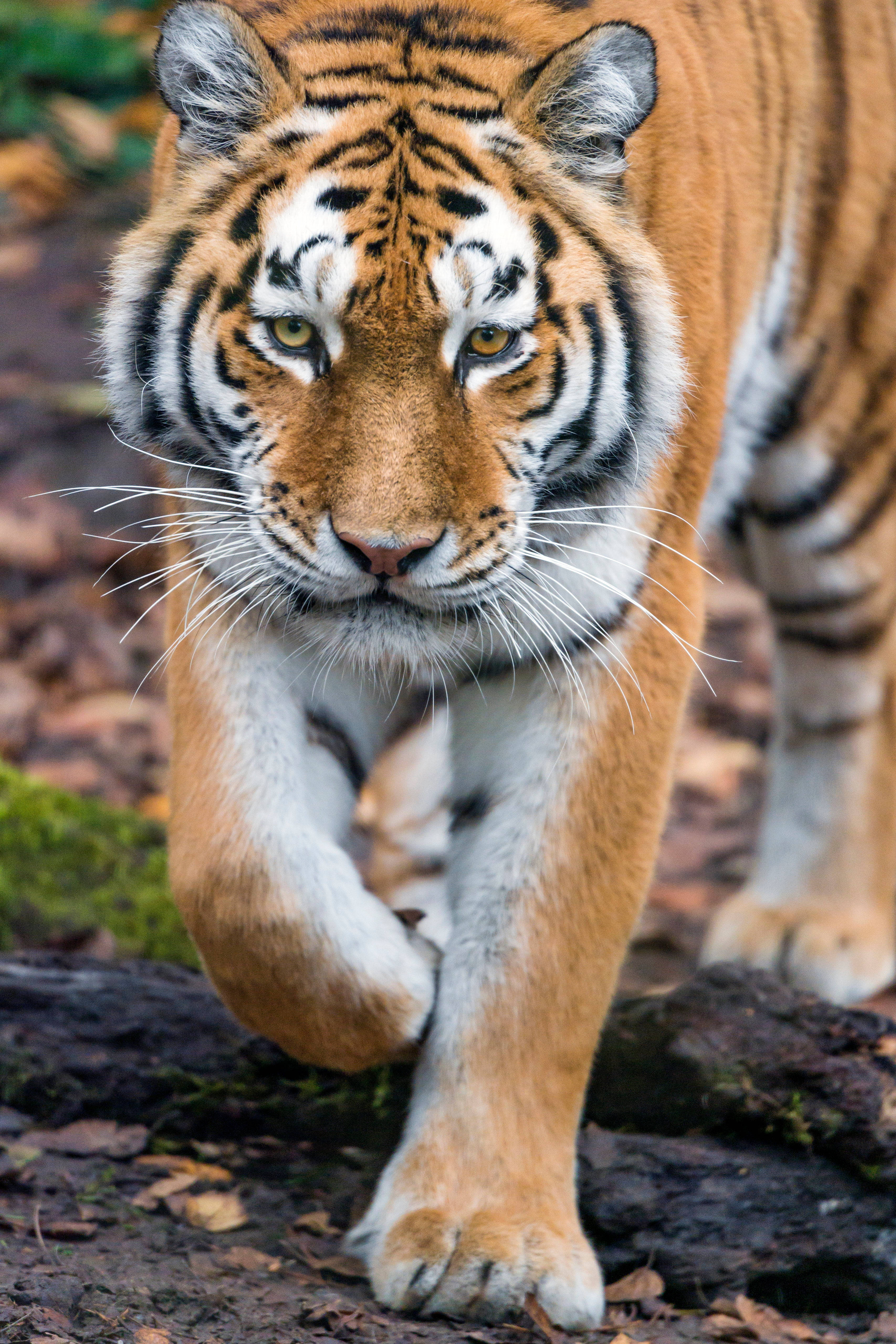 Bengal Tiger, 8K Phone, yellow eyes, 5K Phone Wallpaper