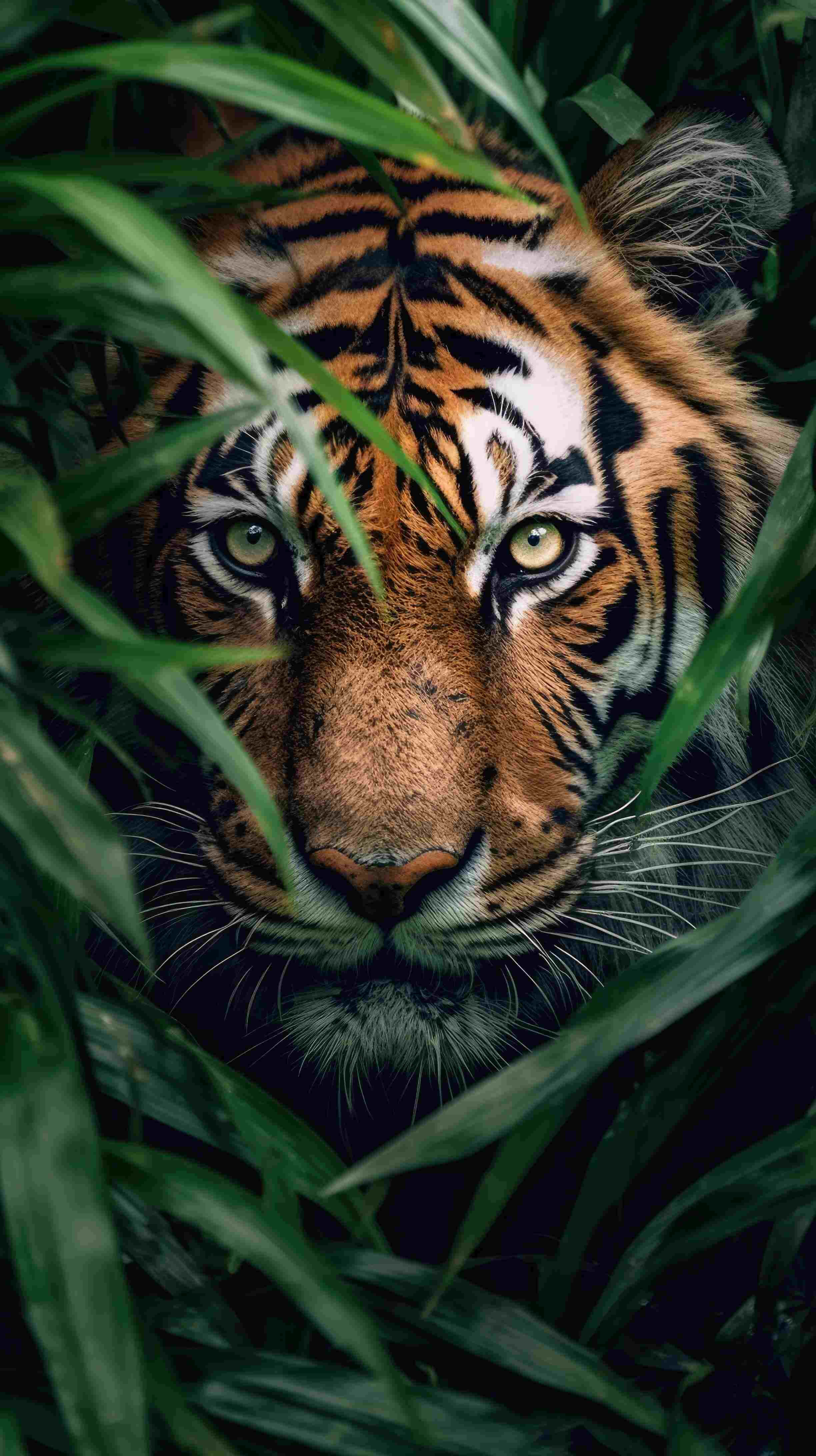 Bengal Tiger, greenery, dense green foliage, 4K Phone Wallpaper