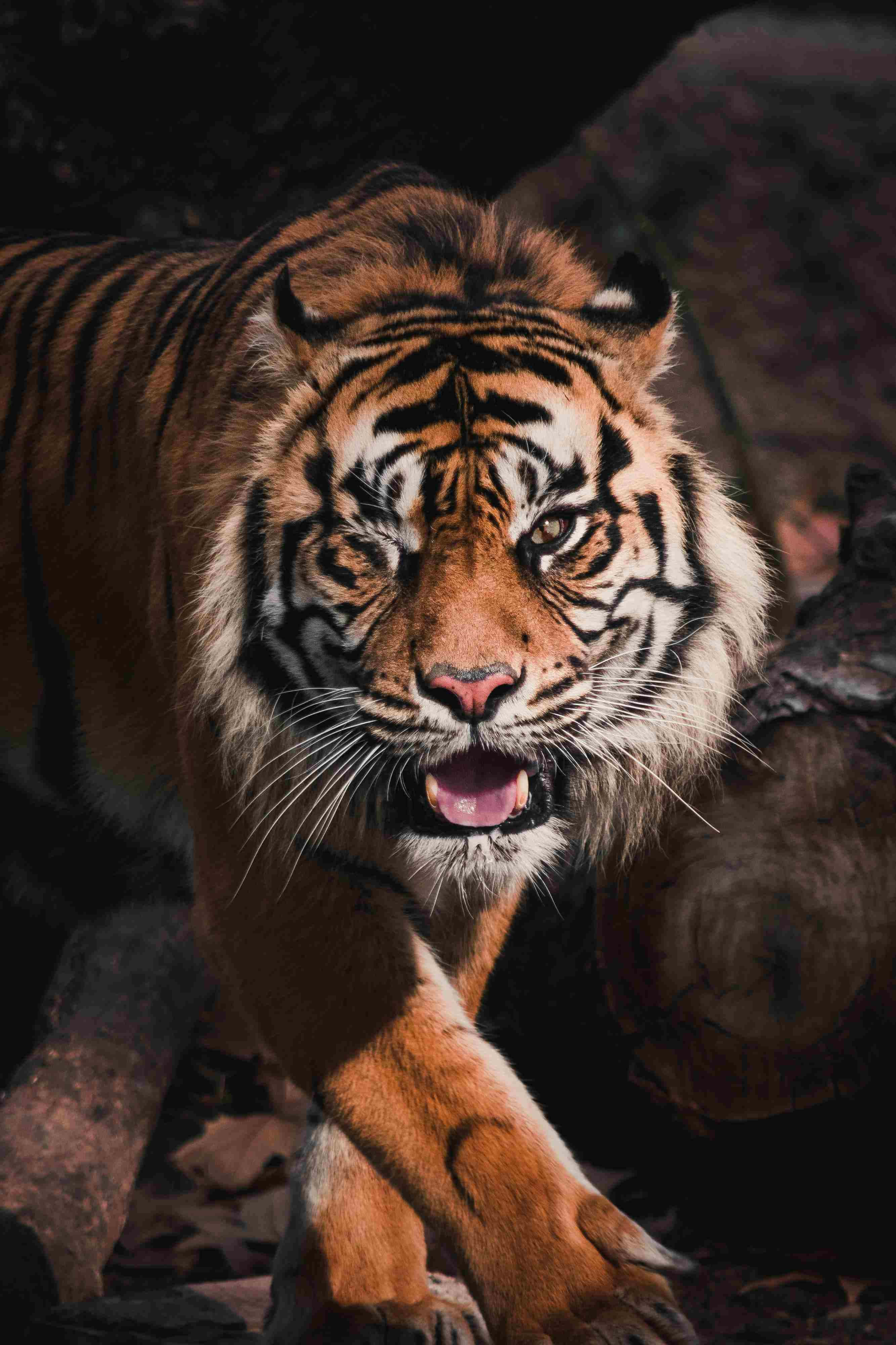 Bengal Tiger, orange tiger, black stripes, 4K Phone Wallpaper