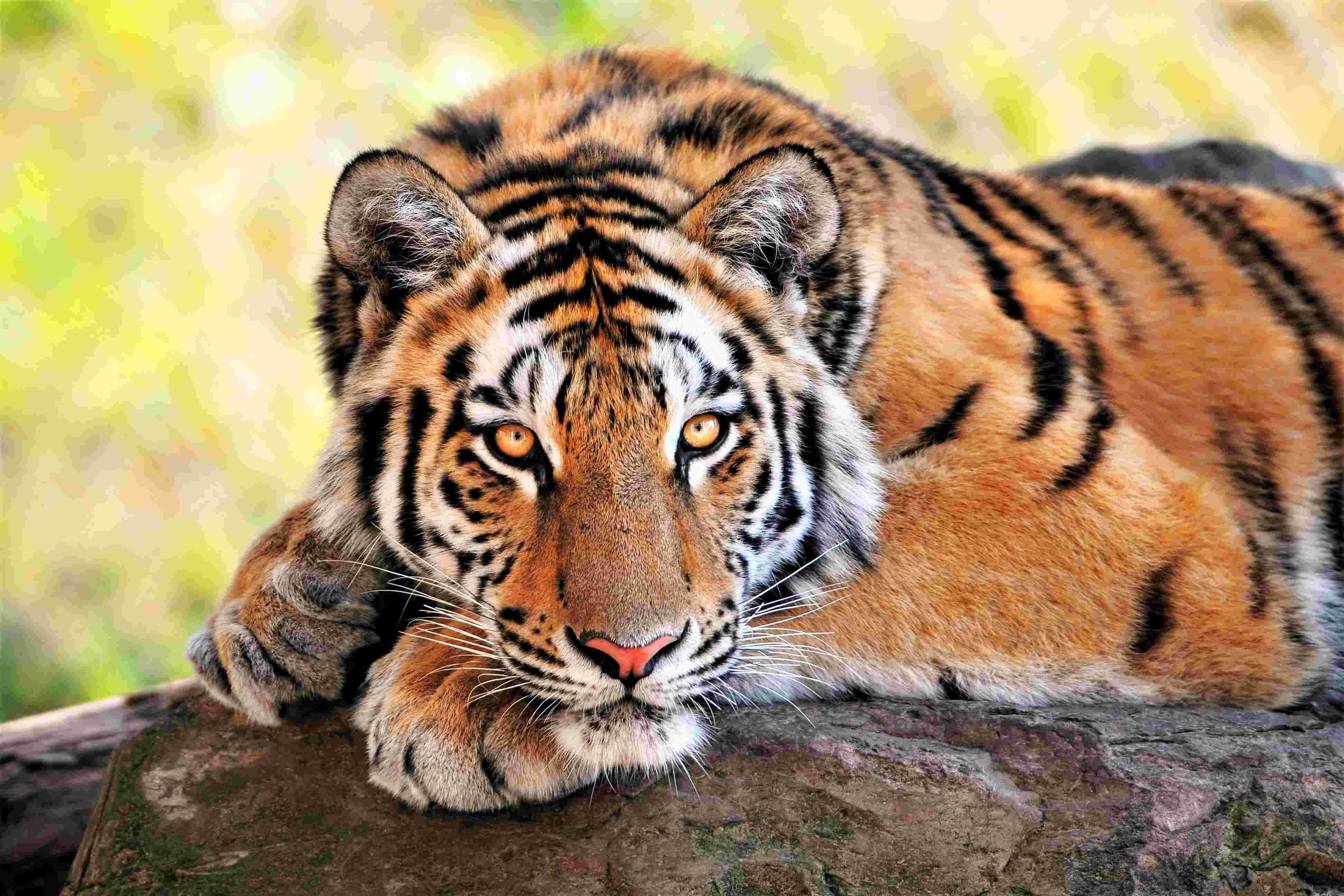 Bengal Tiger, orange fur, black stripes, 4K Desktop Wallpaper