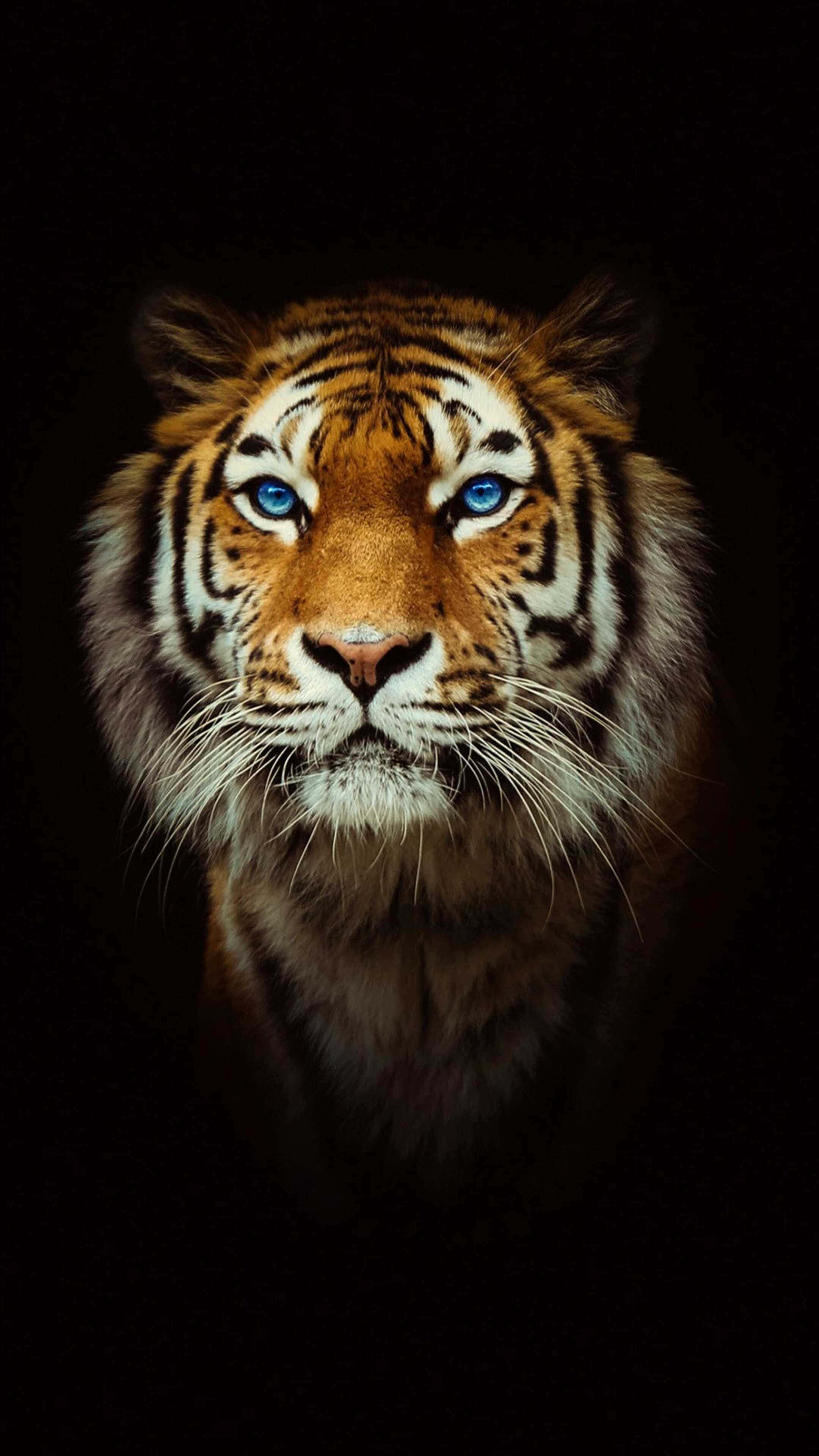 Bengal Tiger, piercing blue eyes, orange stripes, 4K Phone Wallpaper