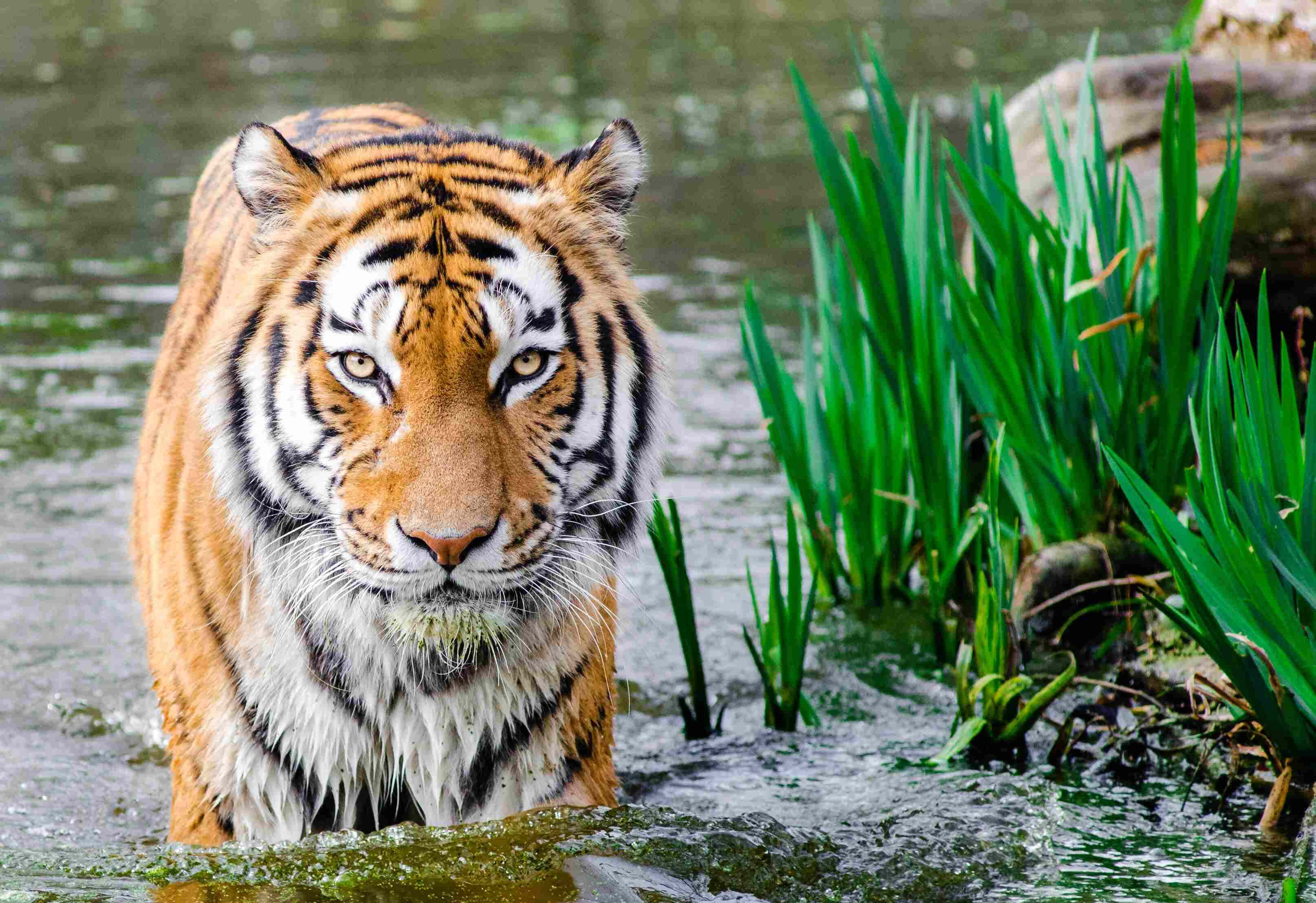 Bengal Tiger, orange fur, black stripes, 2K Desktop Wallpaper