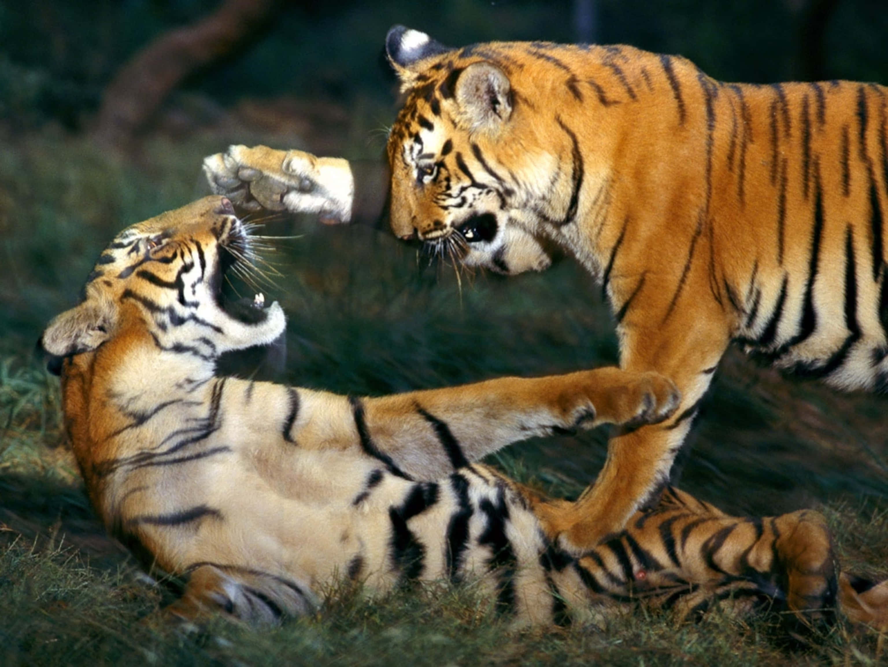 Bengal Tiger, play fighting, grass, 2K Desktop Wallpaper