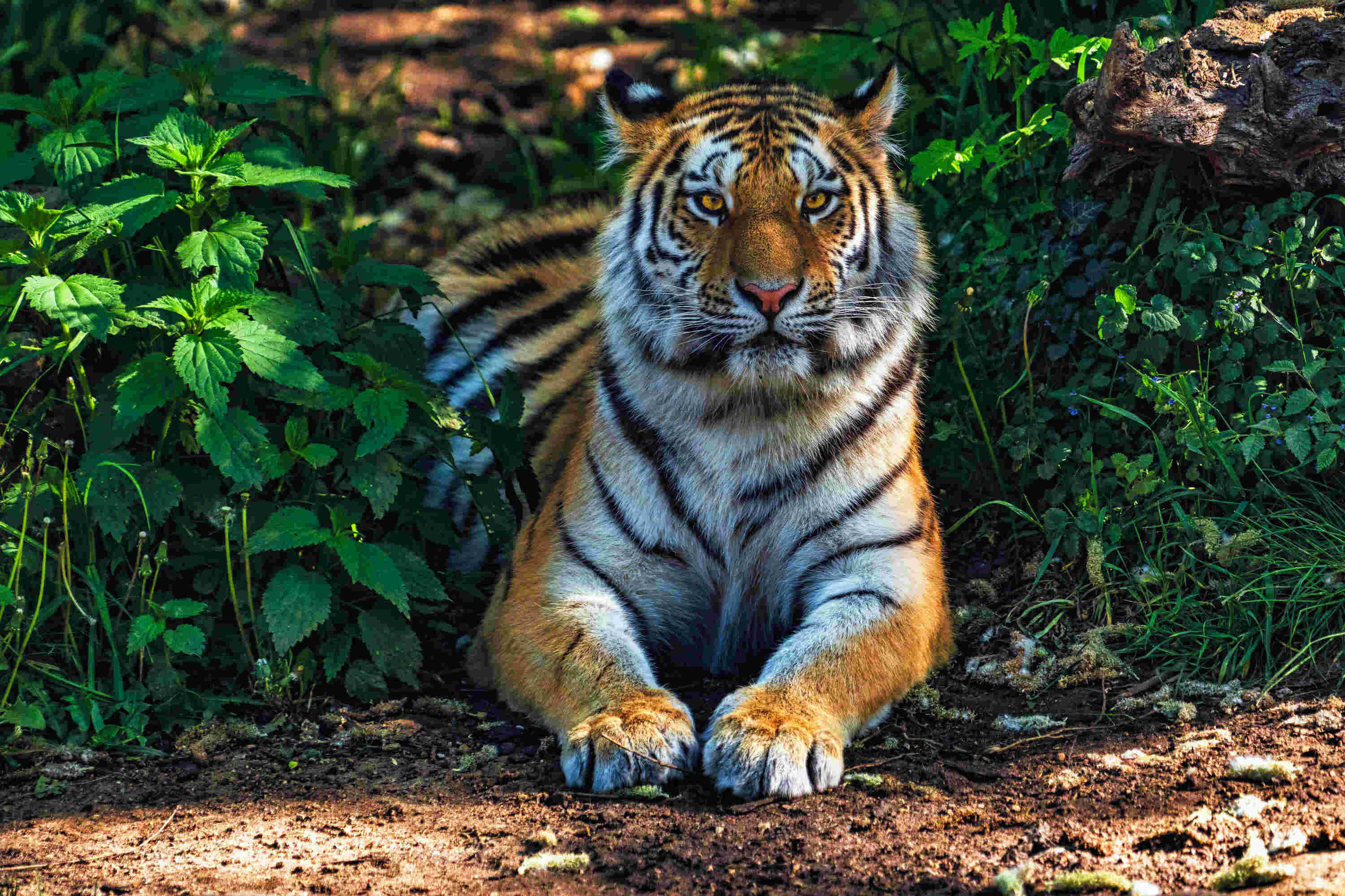 Bengal Tiger, orange fur, black stripes, 2K Desktop Wallpaper