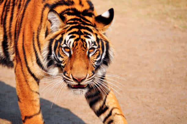 Bengal Tiger, amber eyes, black stripes, SD Desktop Wallpaper