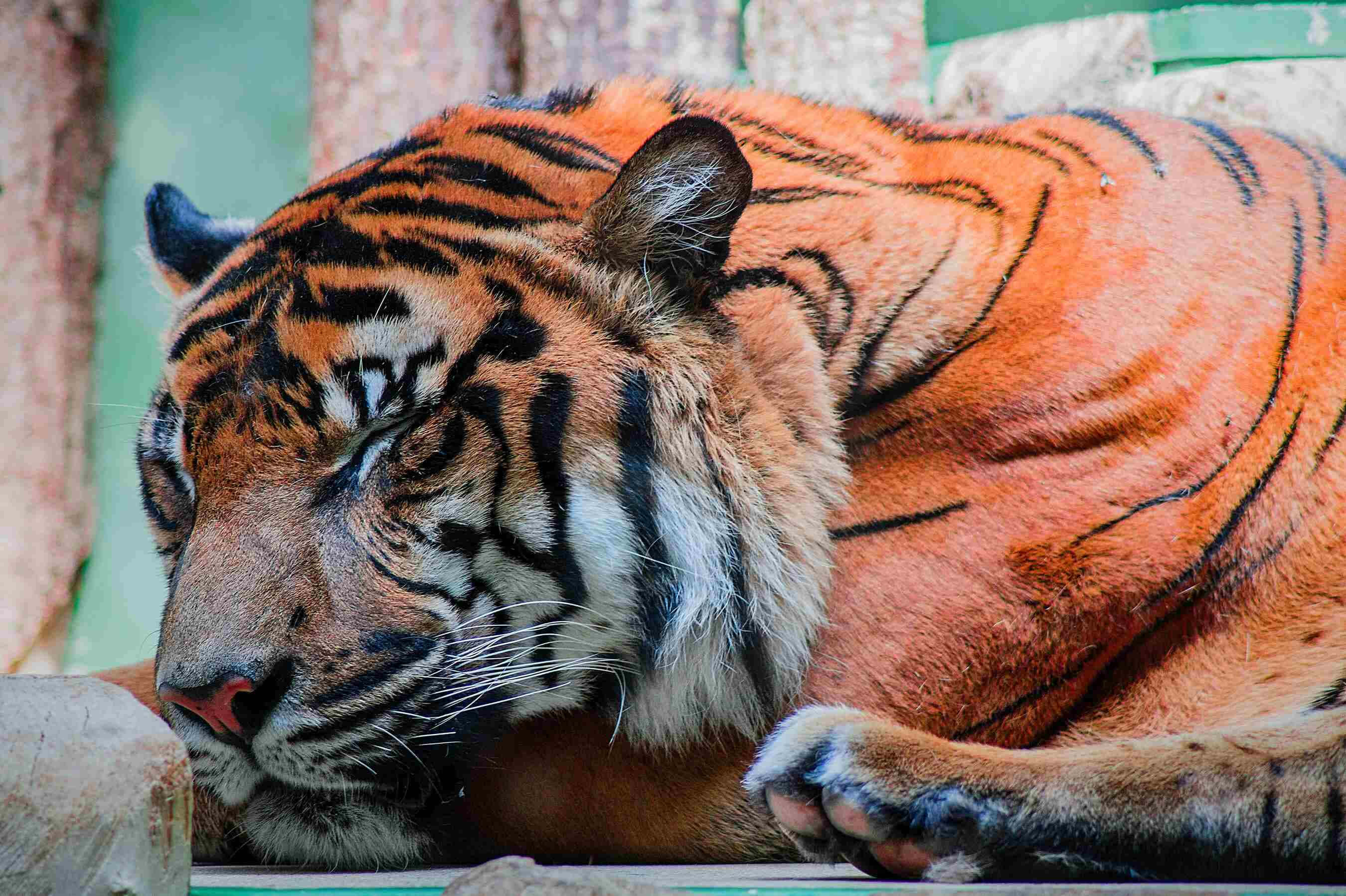 Bengal Tiger, orange tiger, black stripes, 2K Desktop Wallpaper