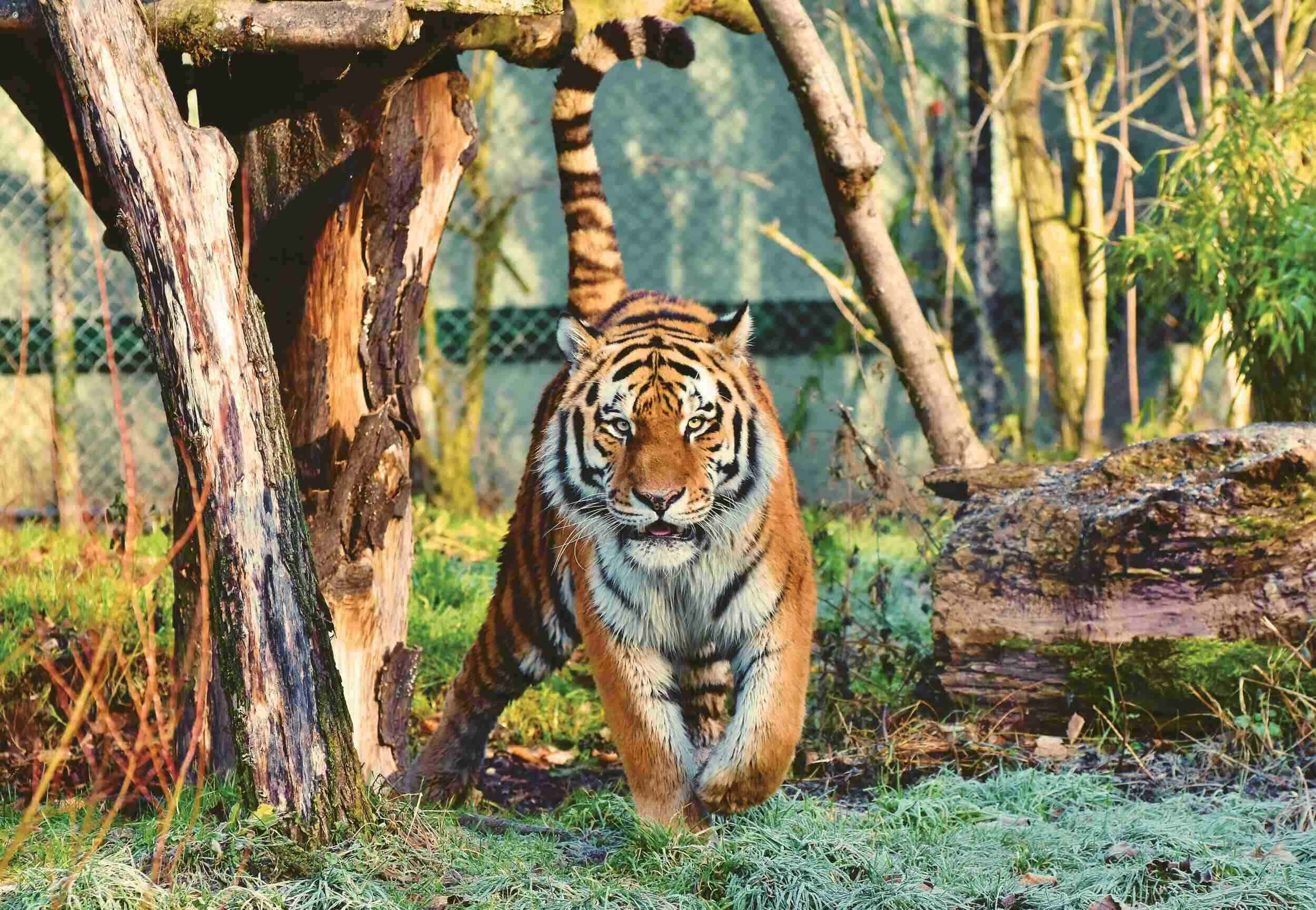 Bengal Tiger, frosty grass, wooden archway, Full HD Desktop Wallpaper