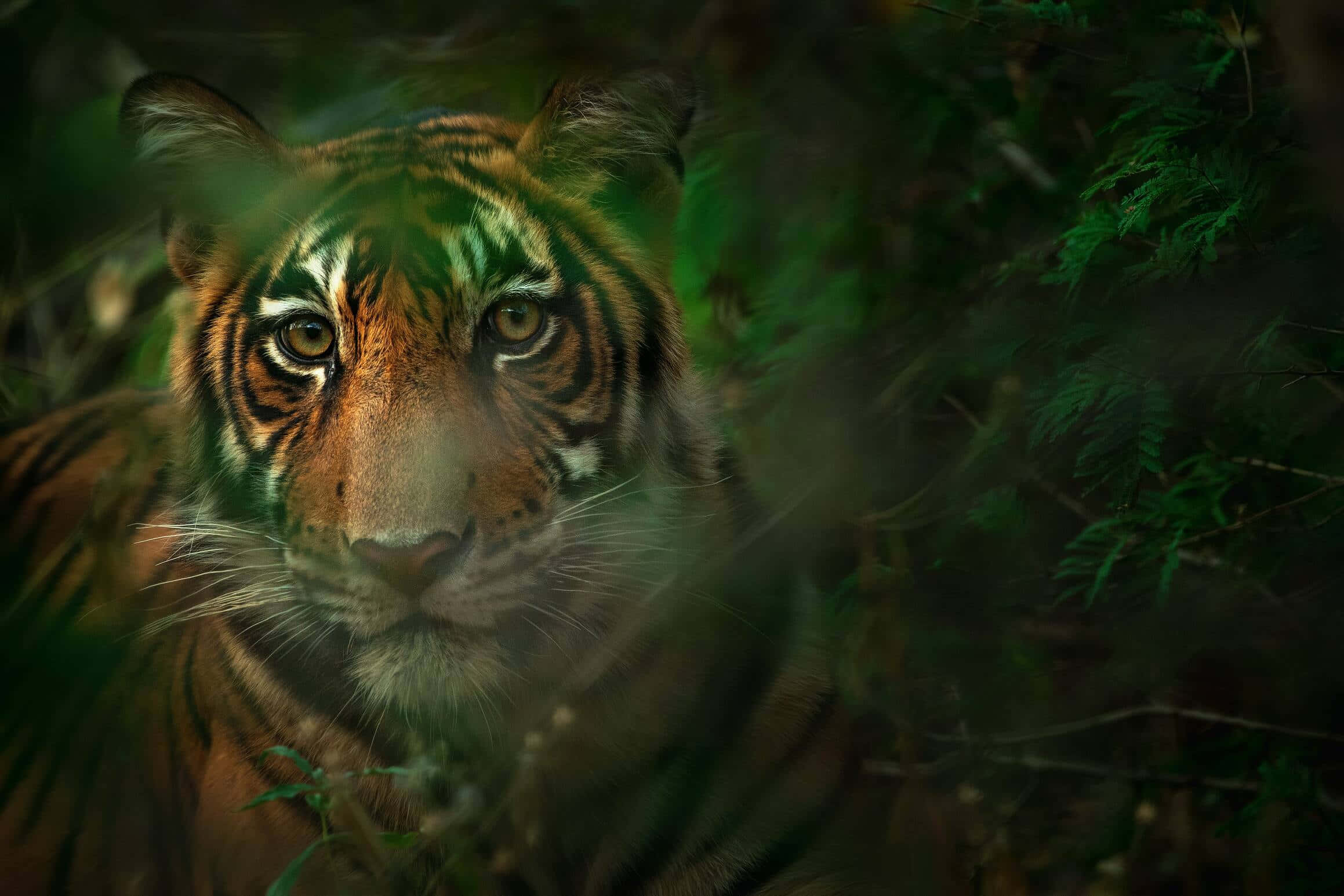 Bengal Tiger, orange fur, black stripes, Full HD Desktop Wallpaper