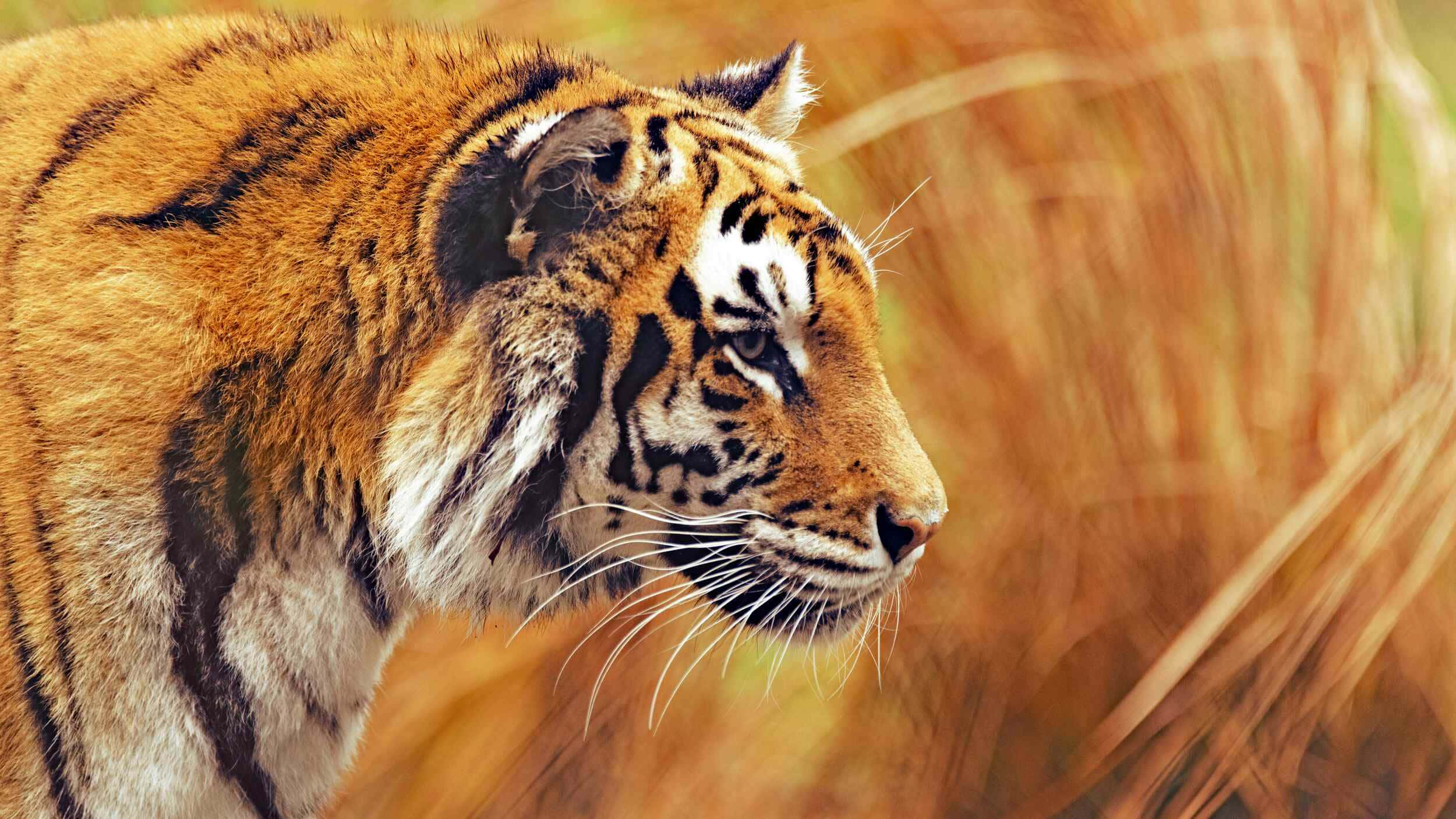 Bengal Tiger, profile, golden grass, Full HD Desktop Wallpaper