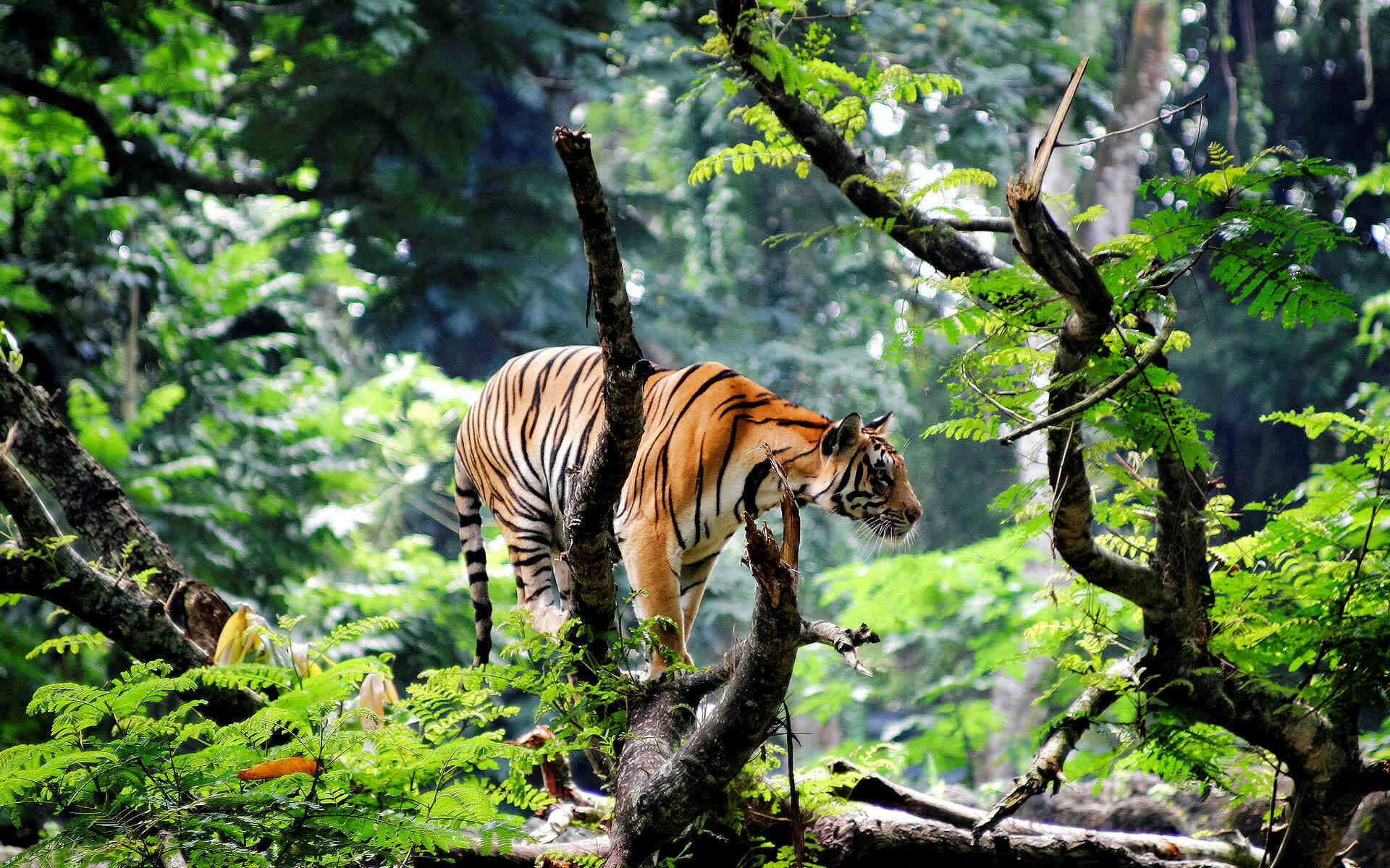Bengal Tiger, forest habitat, orange tiger, Full HD Desktop Wallpaper