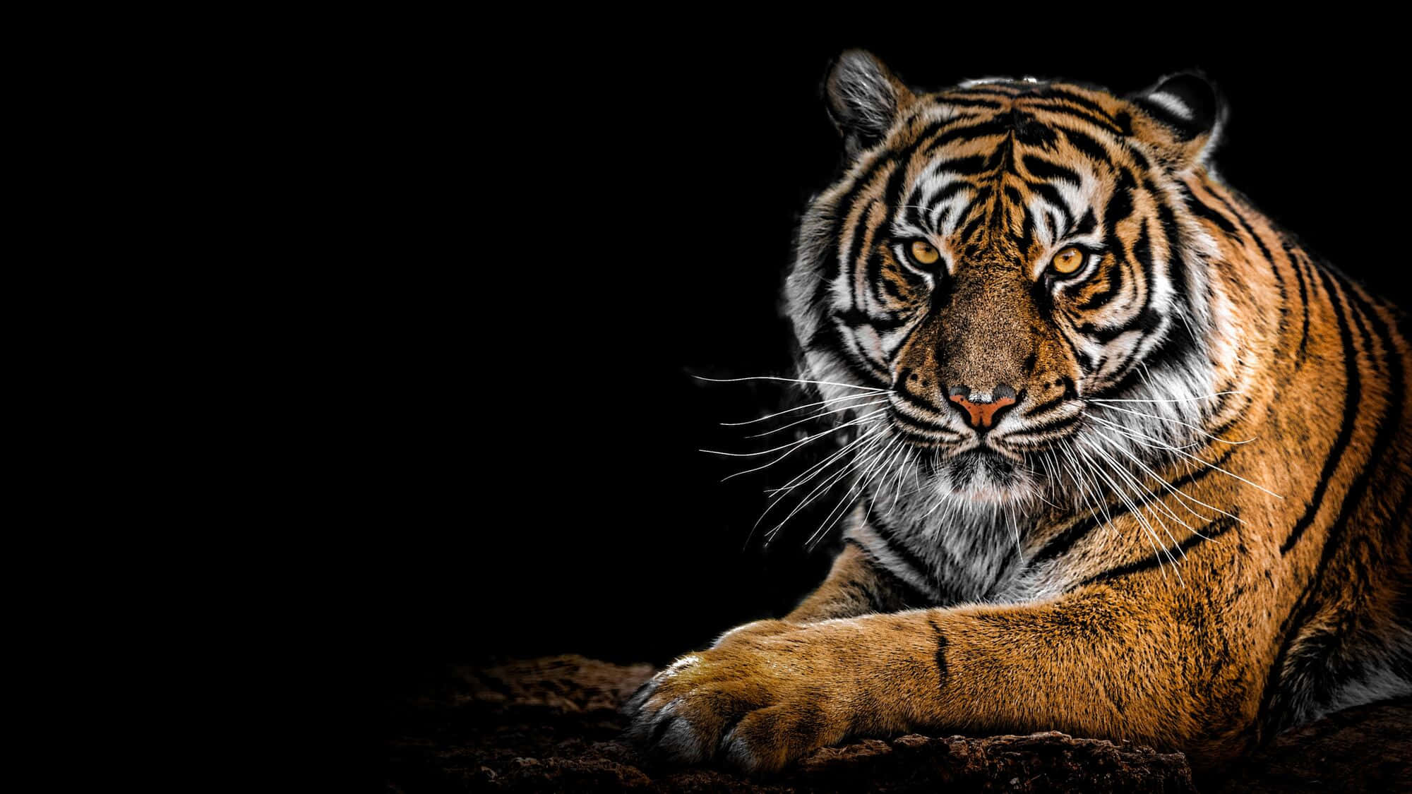Bengal Tiger, orange fur, black stripes, Full HD Desktop Wallpaper