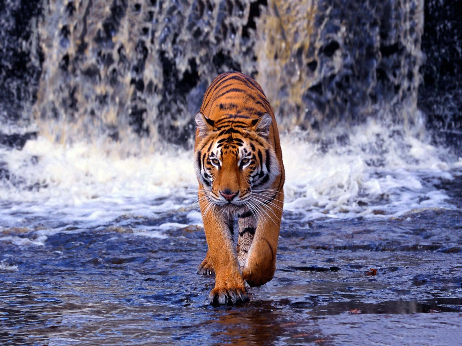 Bengal Tiger, waterfall, rushing water, HD Desktop Wallpaper