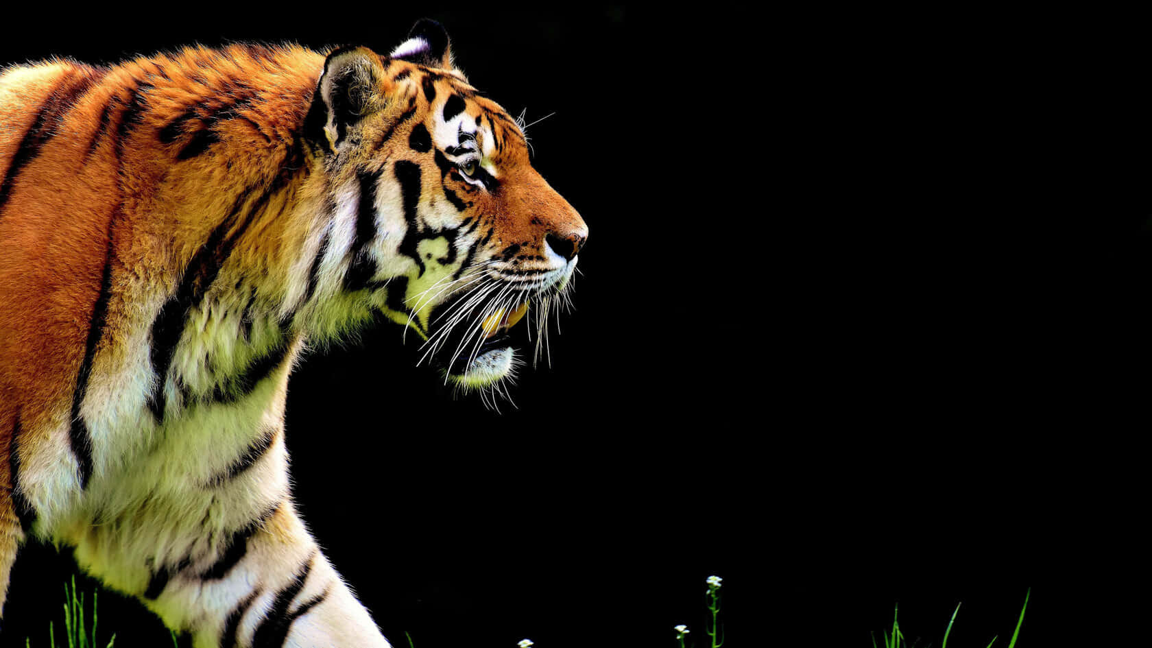 Bengal Tiger, profile, stark black background, HD Desktop Wallpaper