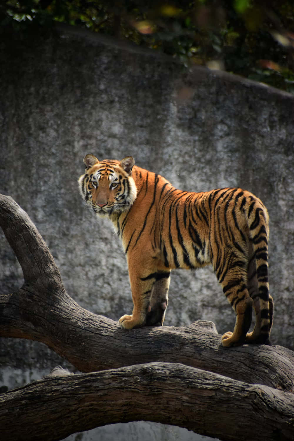 Bengal Tiger, orange tiger, black stripes, HD Phone Wallpaper
