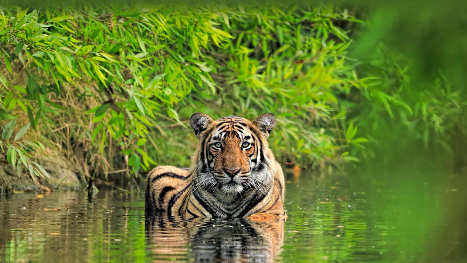Bengal Tiger, orange stripes, calm water, HD Desktop Wallpaper
