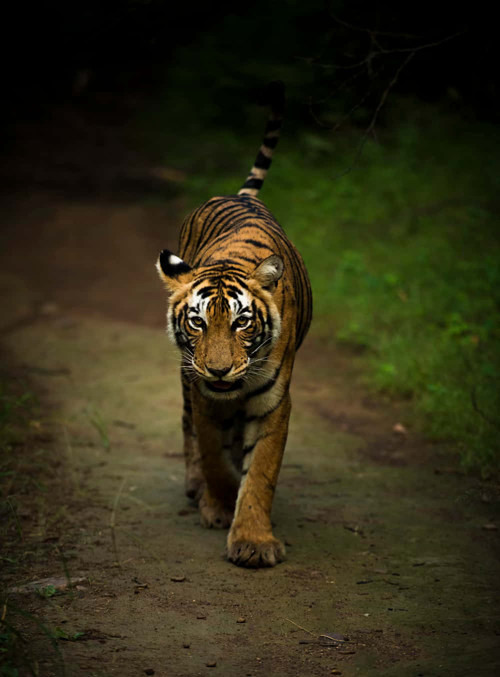 Bengal Tiger, forest path, striped fur, HD Phone Wallpaper