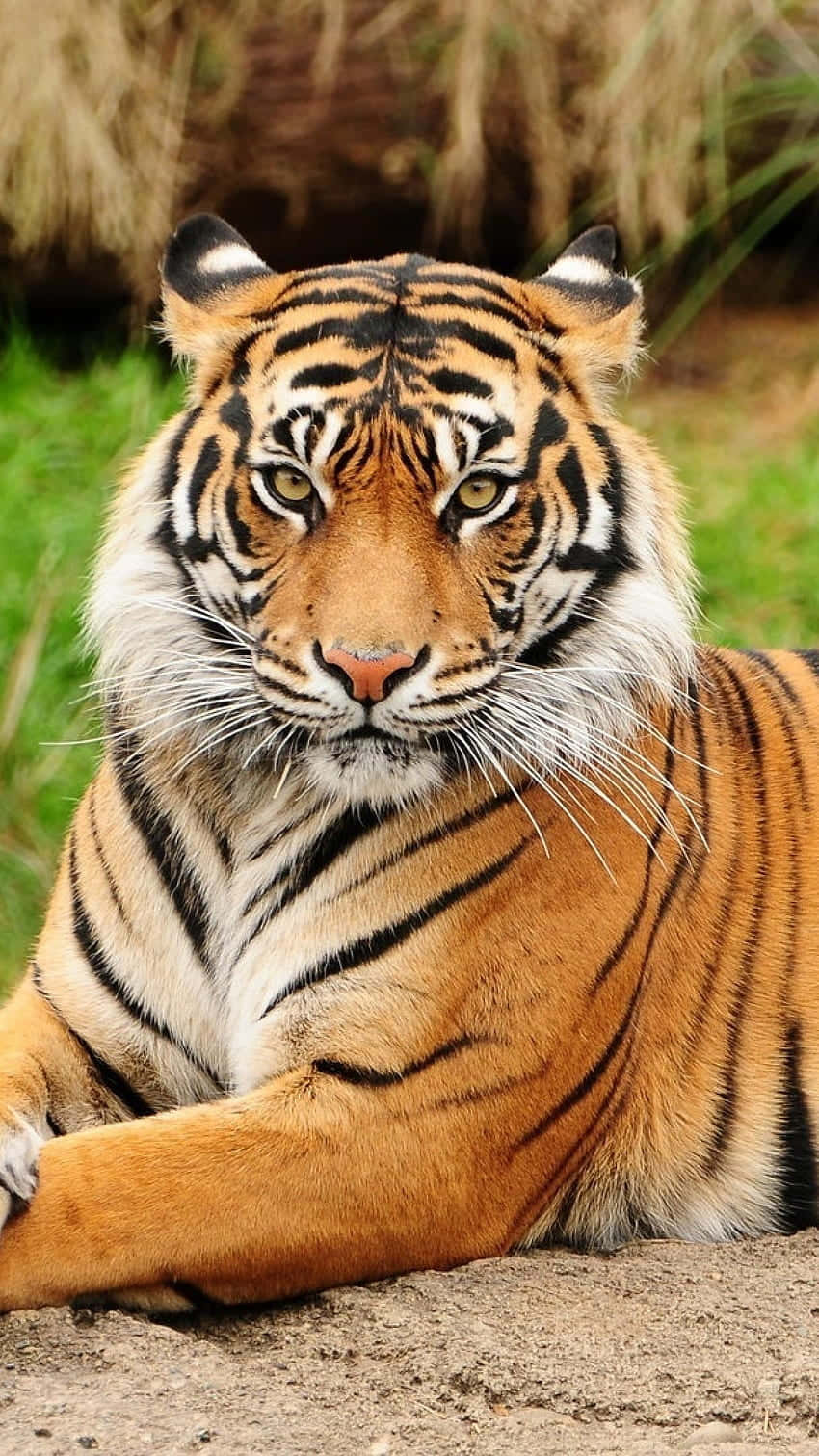 Bengal Tiger, orange fur, black stripes, HD Phone Wallpaper