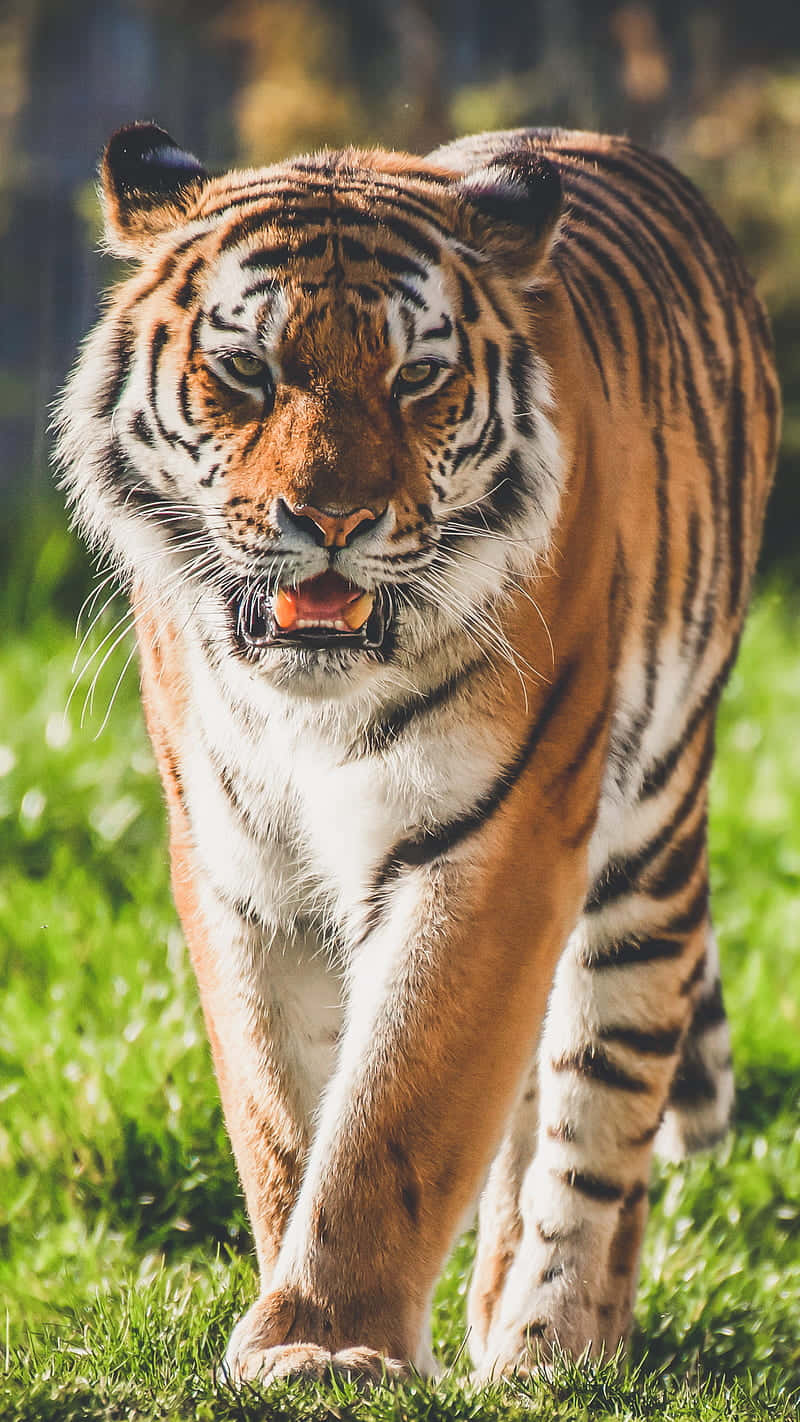 Bengal Tiger, lush green grass, intense eyes, HD Phone Wallpaper
