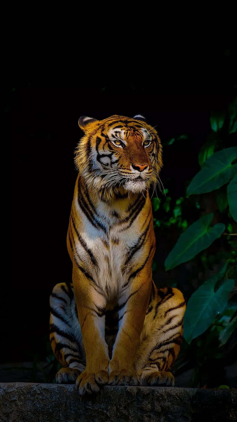 Bengal Tiger, stone ledge, dark backdrop, HD Phone Wallpaper