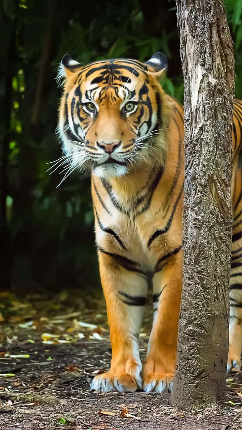 Bengal Tiger, orange tiger, black stripes, HD Phone Wallpaper
