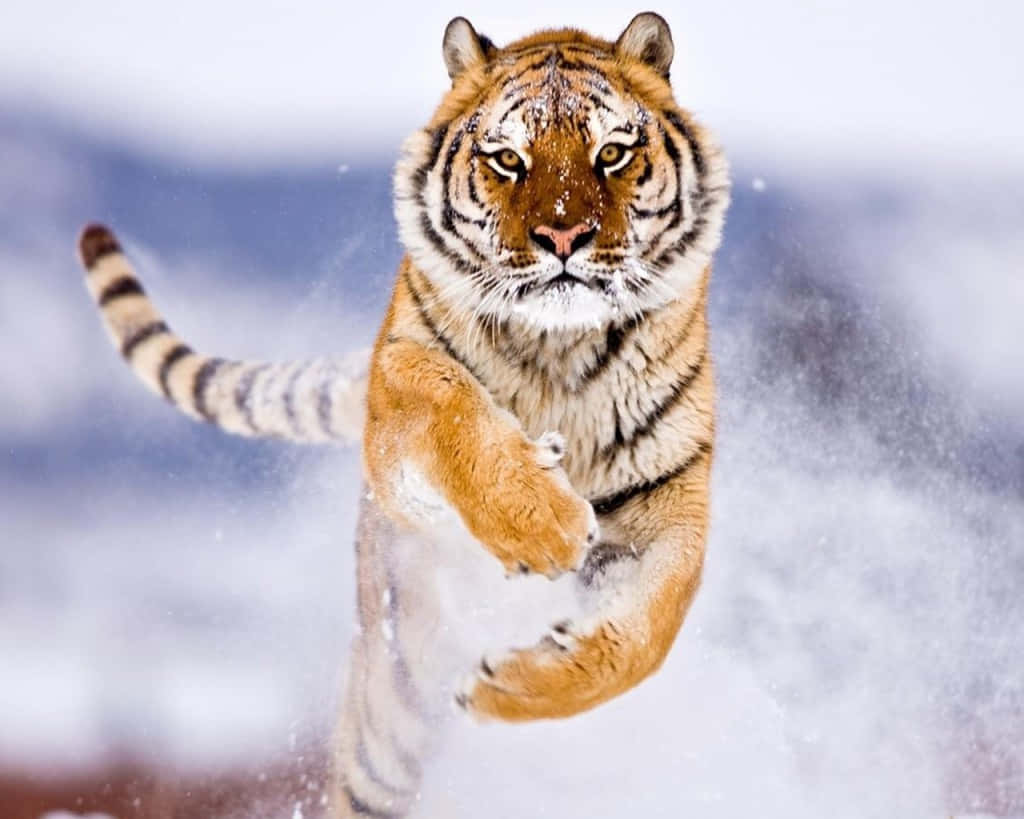 Bengal Tiger, snow, leaping, SD Desktop Wallpaper