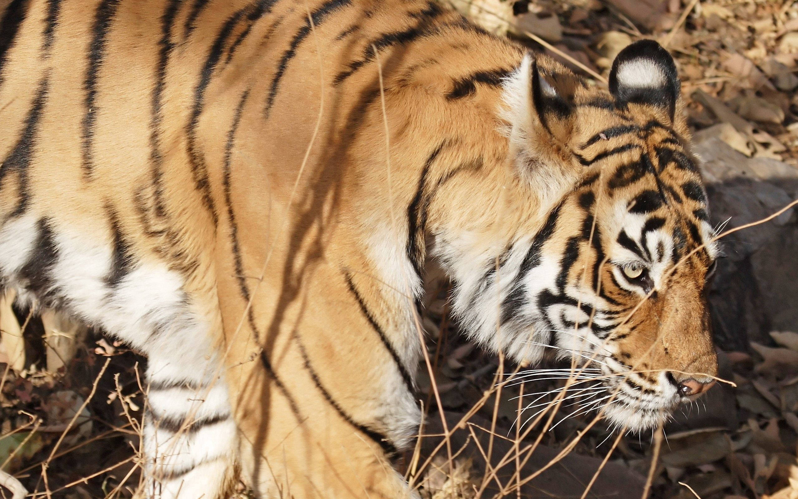 Bengal Tiger, orange fur, black stripes, 2K Desktop Wallpaper