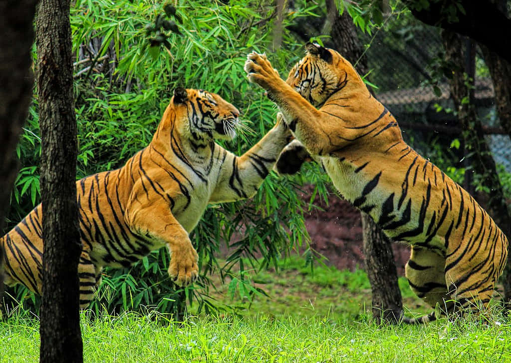 Bengal Tiger, orange tigers, black stripes, SD Desktop Wallpaper
