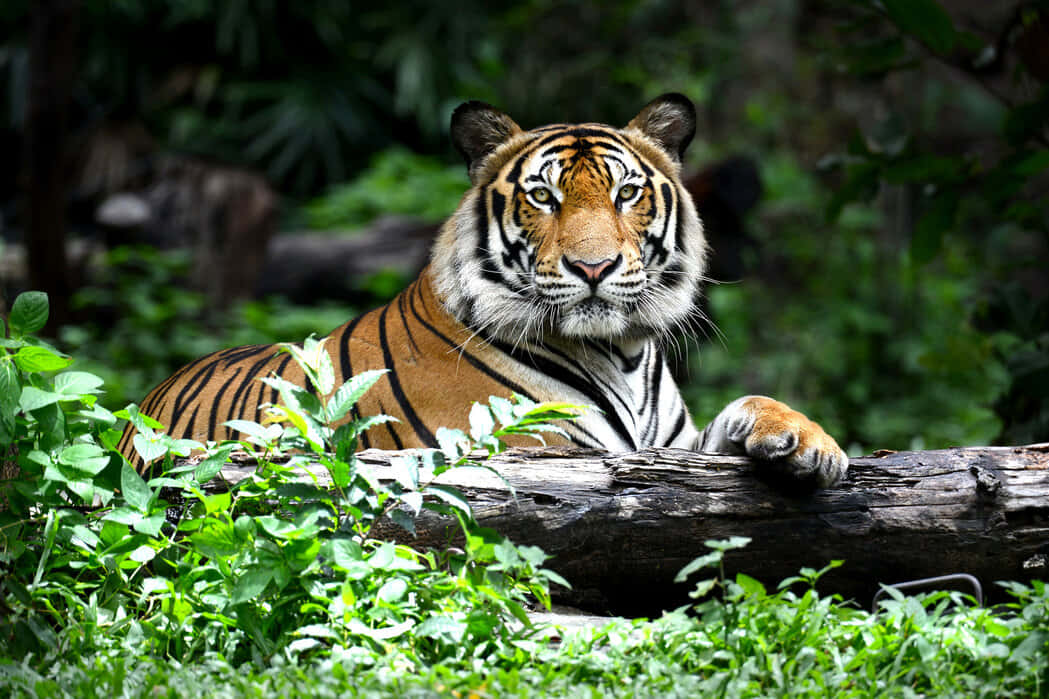 Bengal Tiger, orange stripes, mossy log, SD Desktop Wallpaper