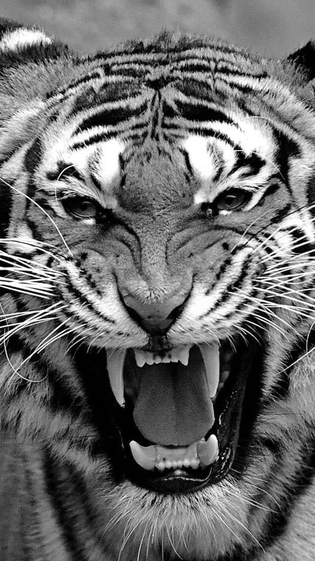 Bengal Tiger, roaring, closeup, SD Phone Wallpaper