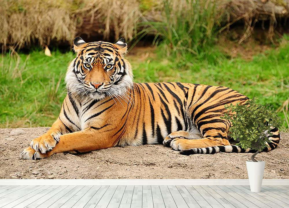 Bengal Tiger, orange tiger, black stripes, SD Desktop Wallpaper