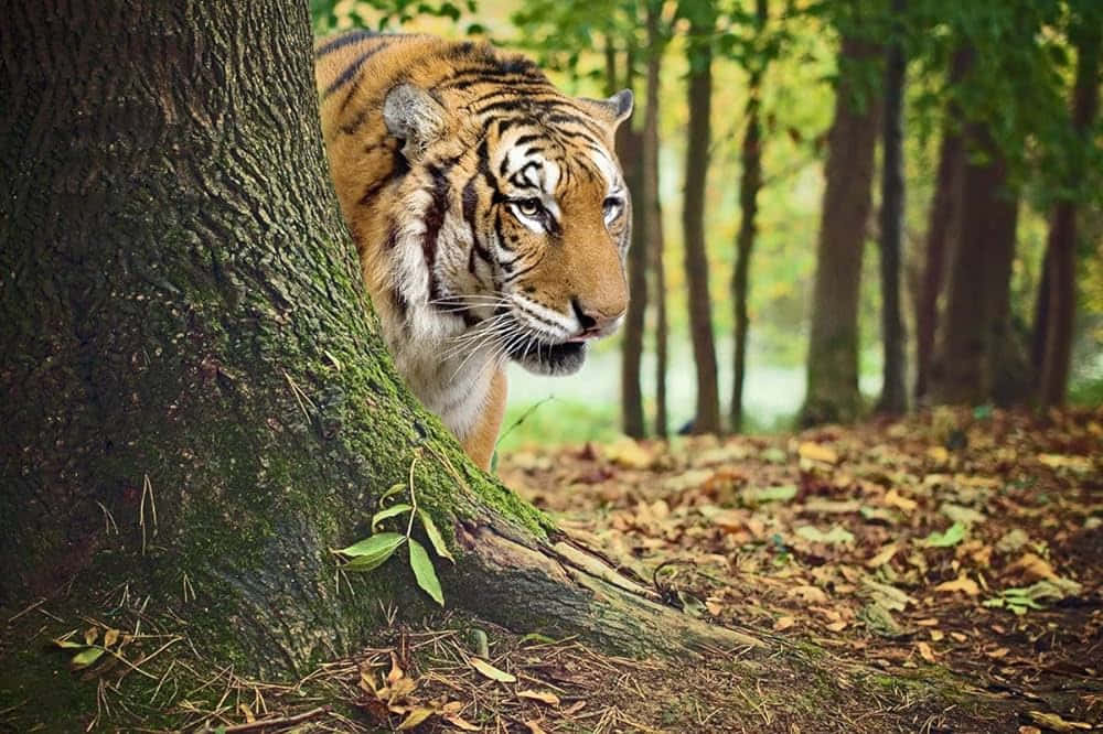 Bengal Tiger, mossy tree trunk, sunlit autumn forest, SD Desktop Wallpaper