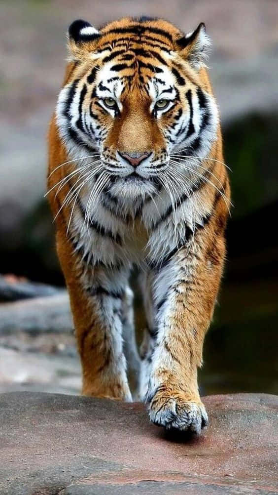 Bengal Tiger, rugged rocks, natural setting, SD Phone Wallpaper