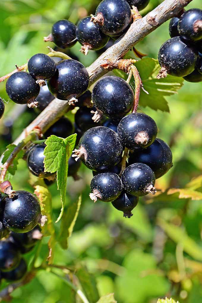 blackcurrant, sunlit branch, vibrant green leaves, SD Phone Wallpaper