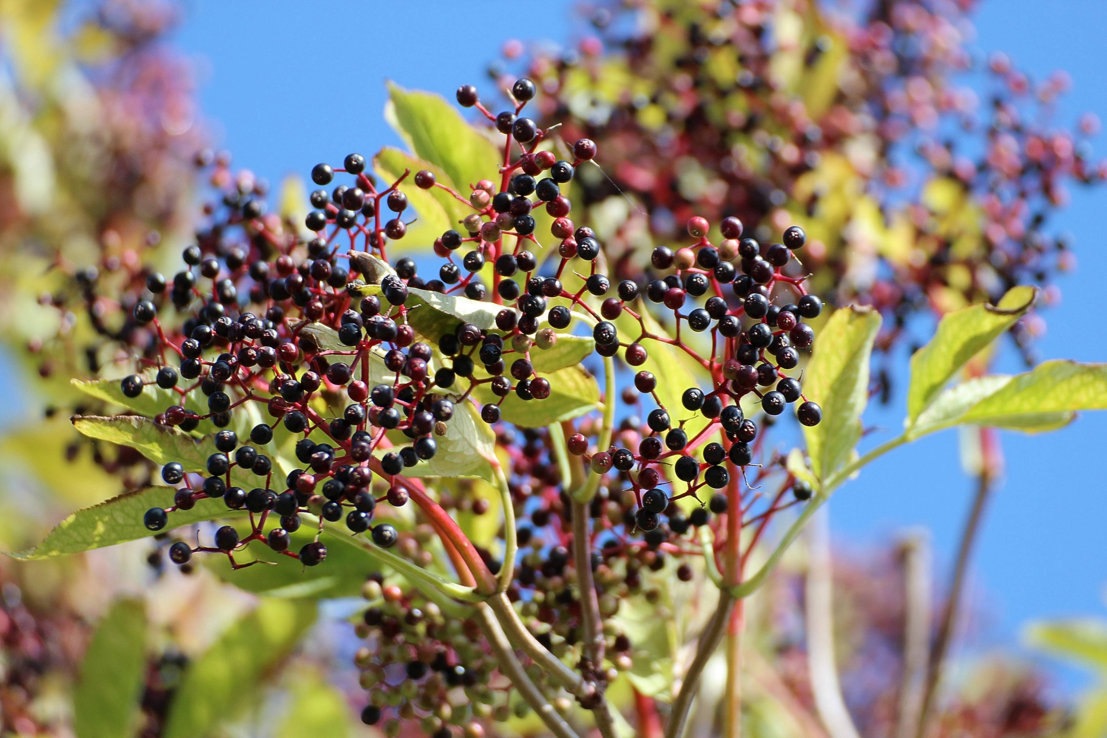 elderberry, dark purple, green leaves, 4K Desktop Wallpaper