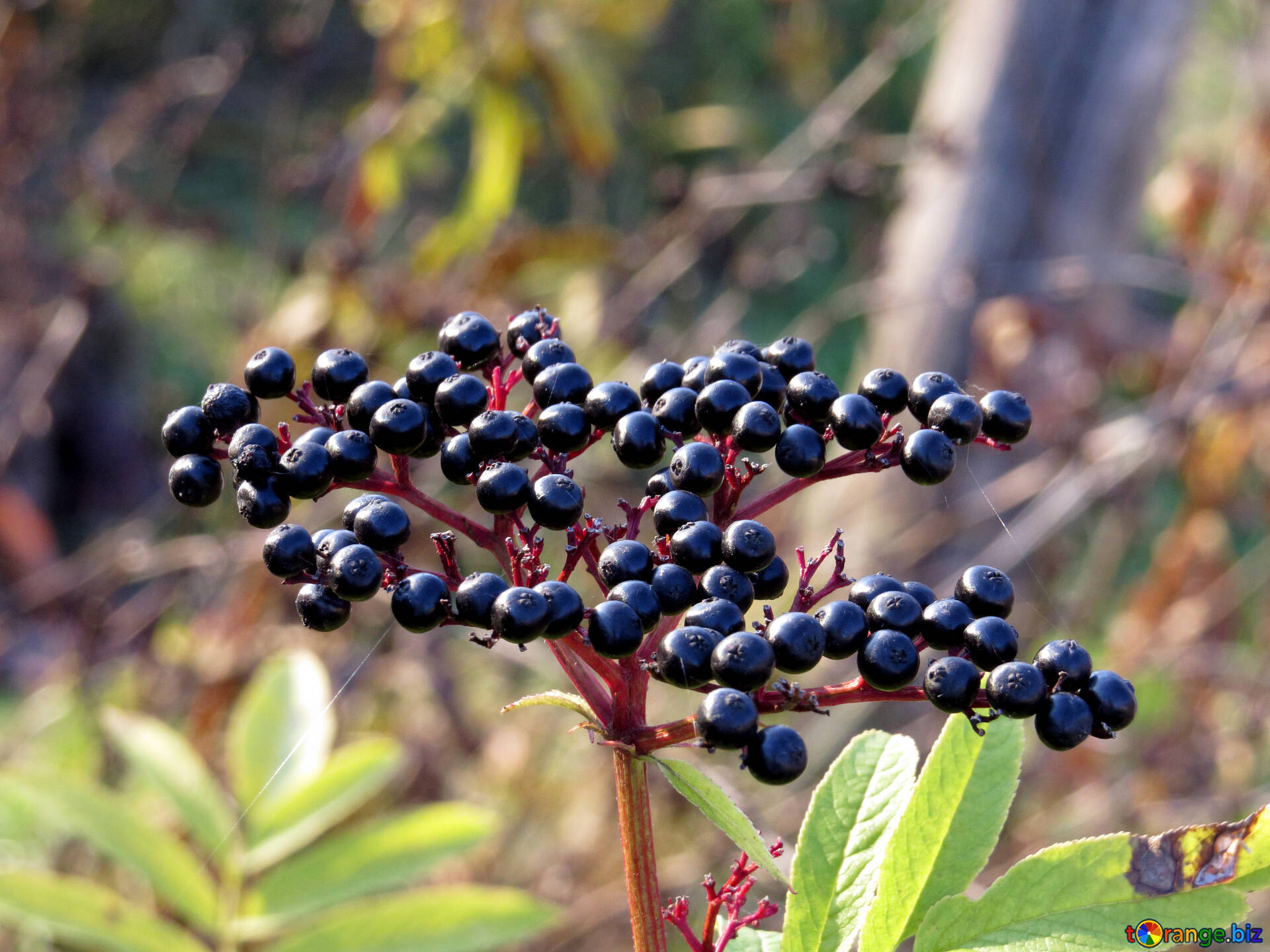 elderberry fruits, black elderberries, red stem, Full HD Desktop Wallpaper