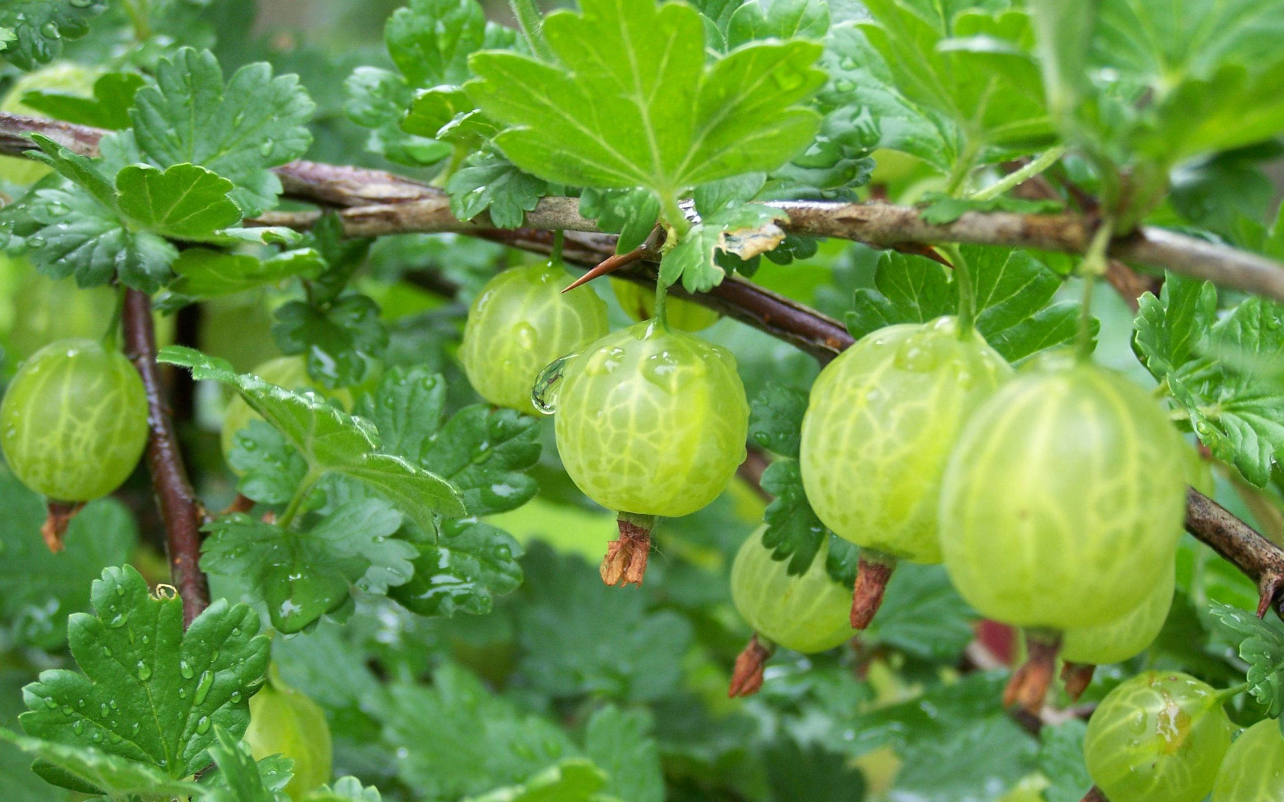 green gooseberry, dewdrops, vibrant leaves, 2K Desktop Wallpaper