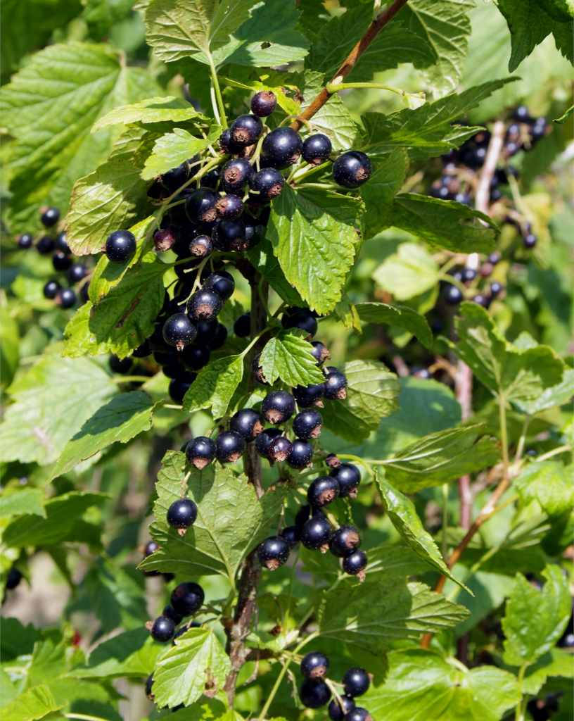 blackcurrant, sunlit branch, vibrant green leaves, SD Phone Wallpaper