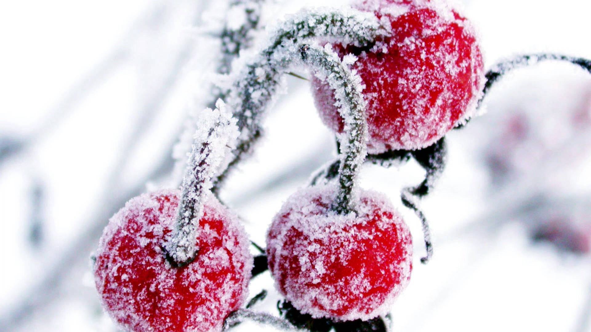 snow cranberry, vines, frost, Full HD Desktop Wallpaper