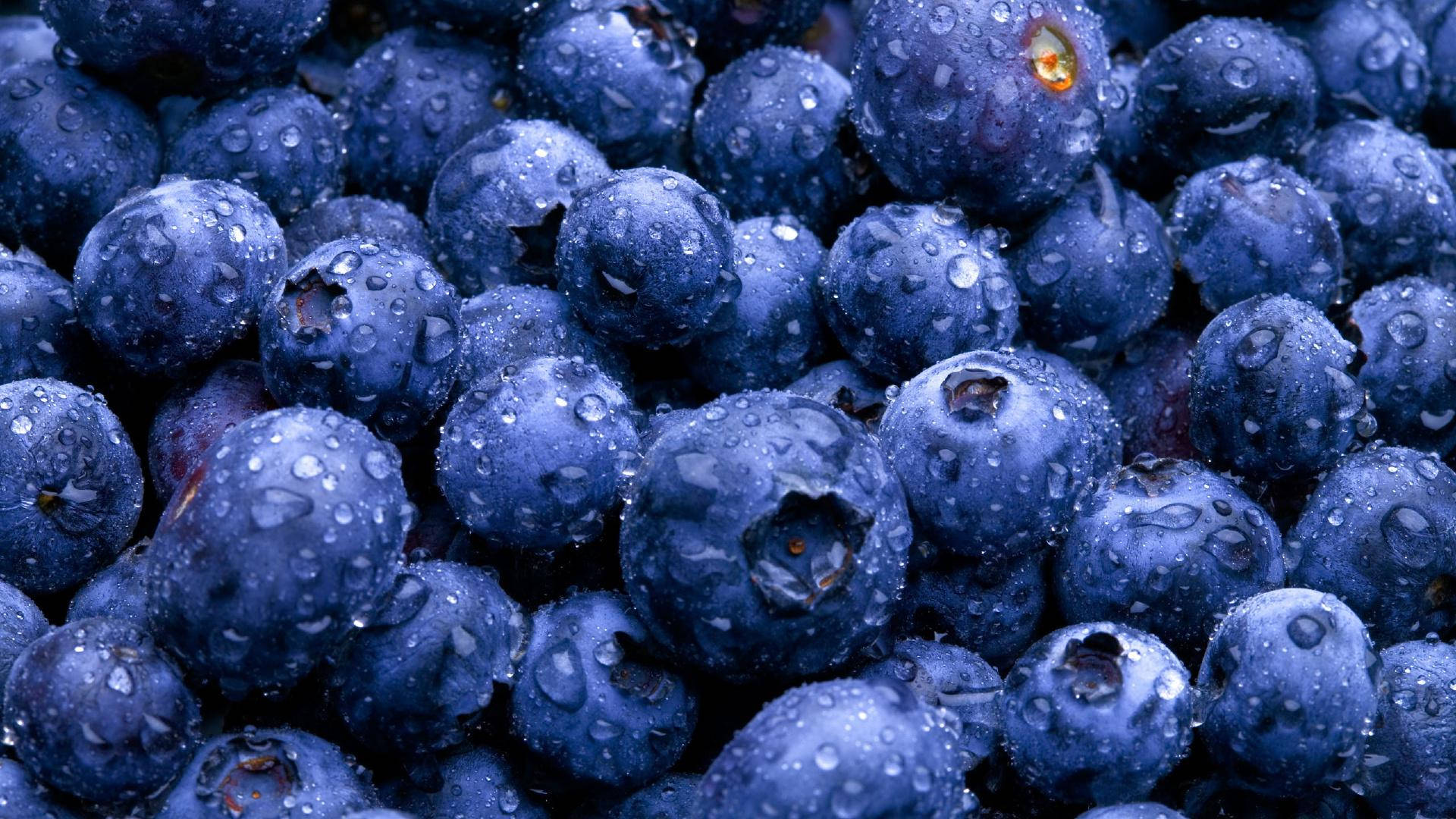 purple blueberries, juicy blueberries, dewdrops, Full HD Desktop Wallpaper