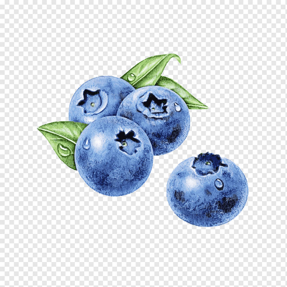 bilberry, blueberries, dewdrops, SD Desktop Wallpaper