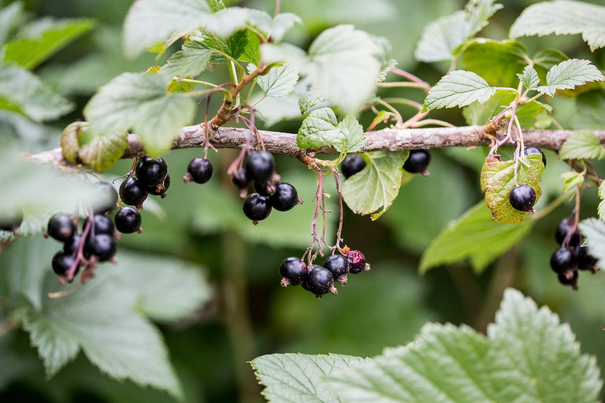 black currant, clusters, leafy branch, Full HD Desktop Wallpaper