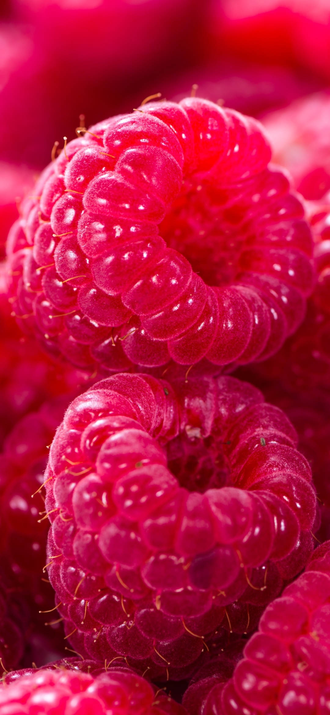 ripe red raspberries, dewdrops, vibrant close-up macro shot, Full HD Phone Wallpaper