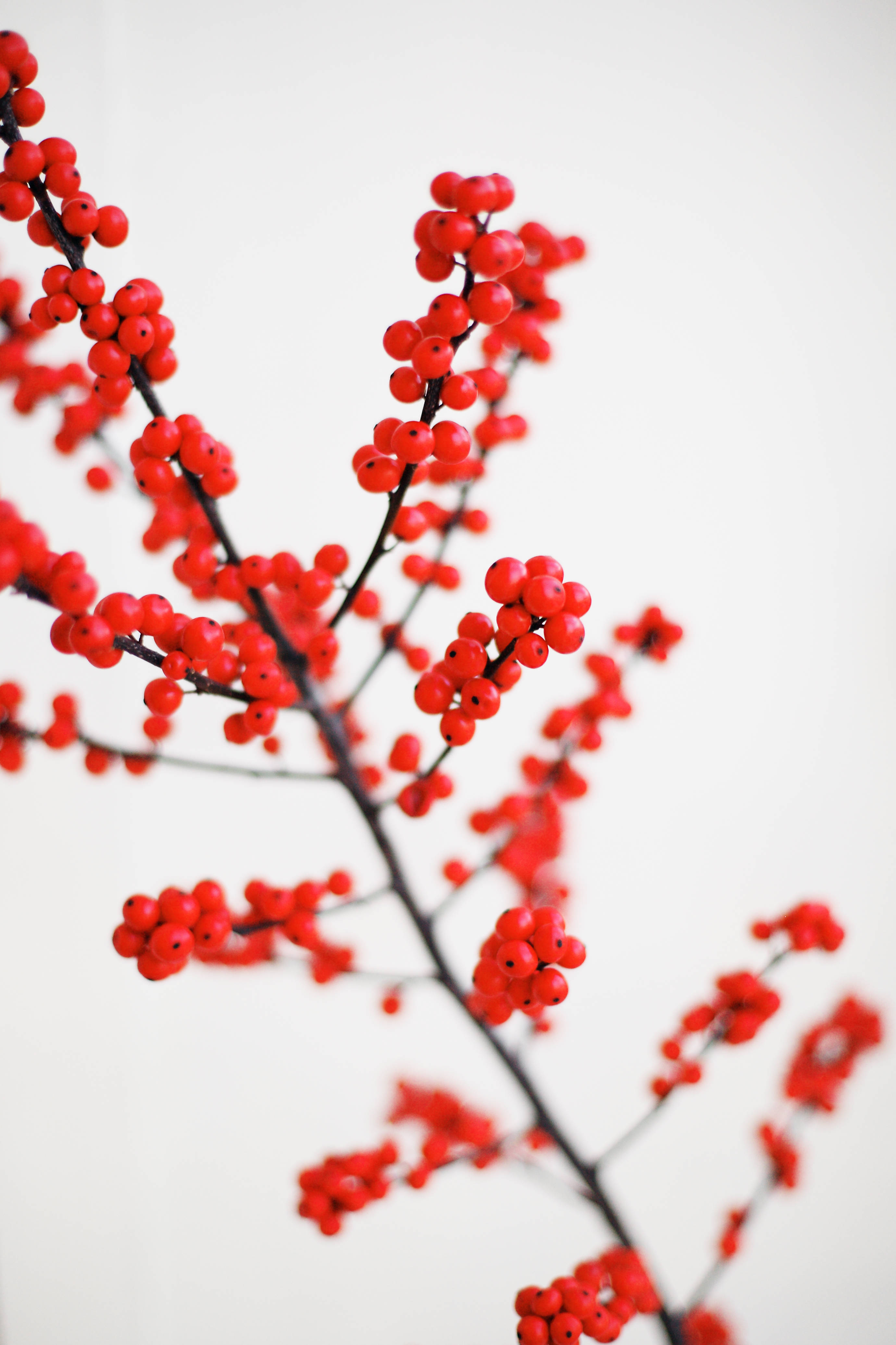 red berries, dark branches, soft white background, 4K Phone Wallpaper